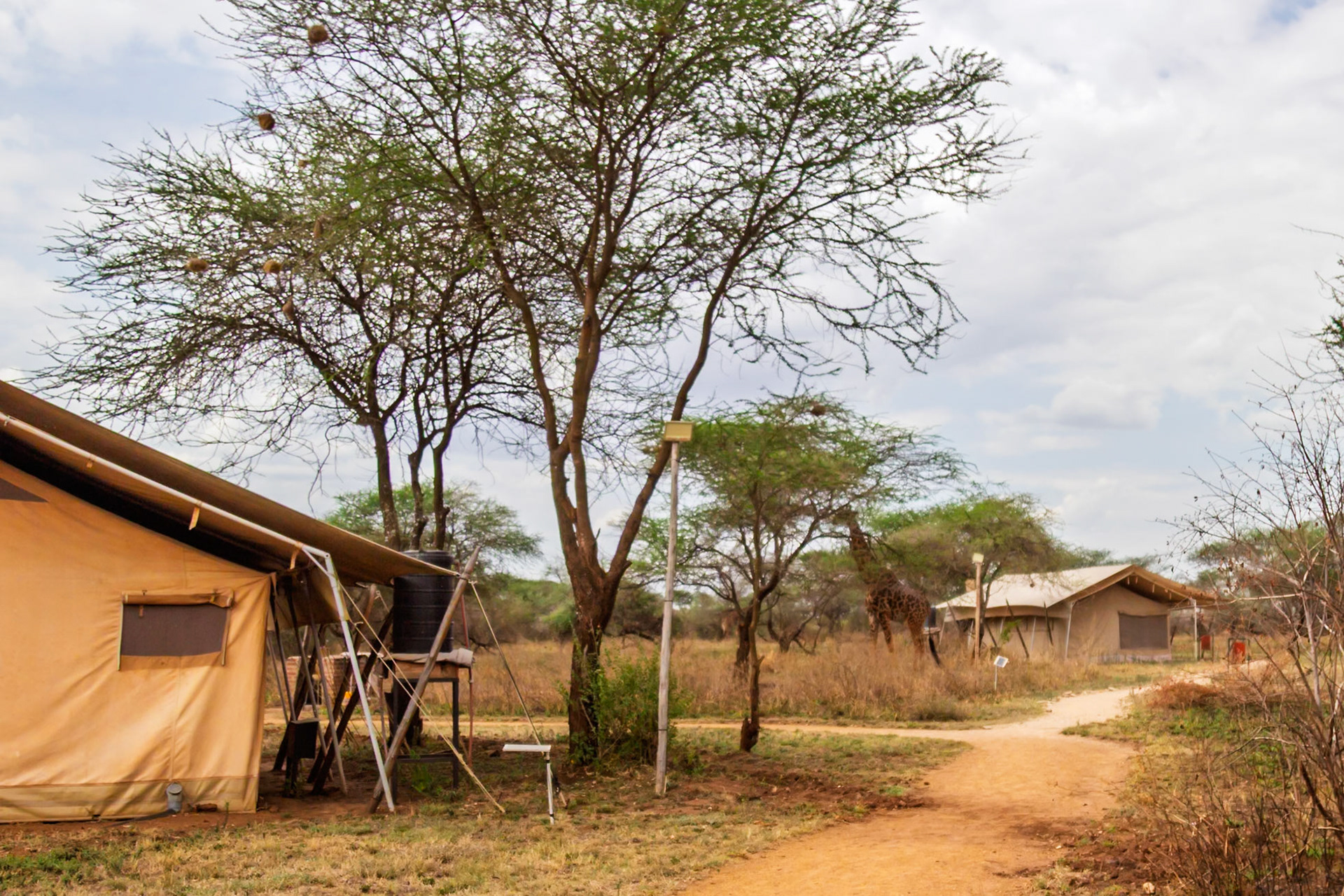 Giraffes graze near tents at a safari camp in Serengeti National Park, Tanzania. Tourists enjoy wildlife viewing.