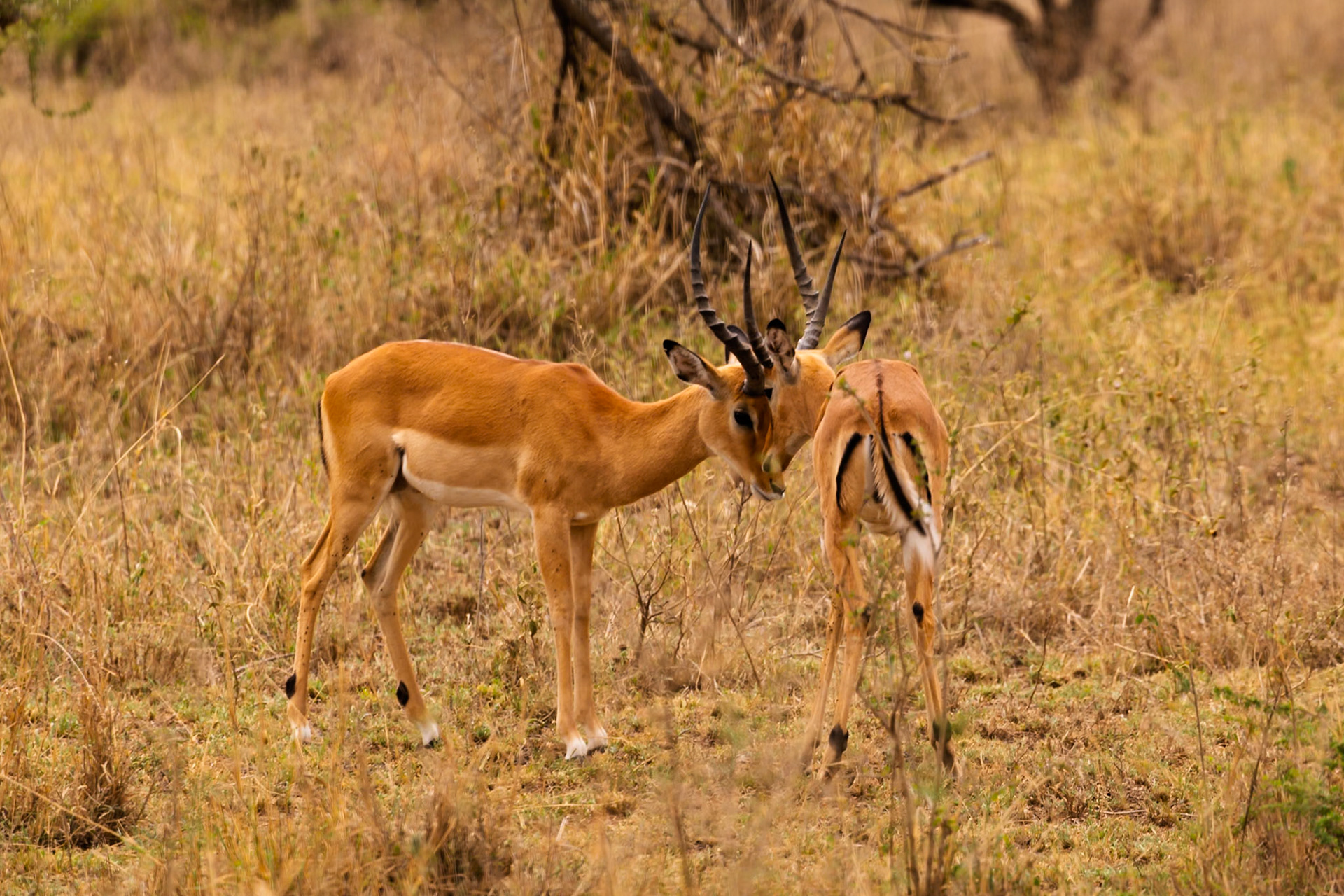 Two male impalas interact in Serengeti National Park, Tanzania. They may be testing each other's strength.