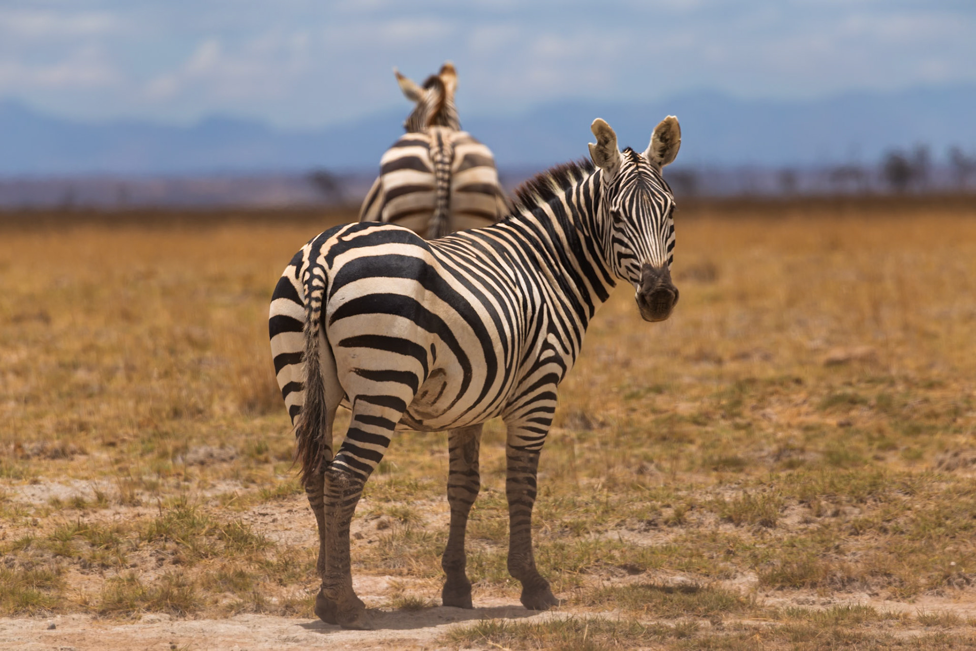Two zebras graze in Amboseli National Park, Kenya. One zebra looks back at the camera, while the other is further away.