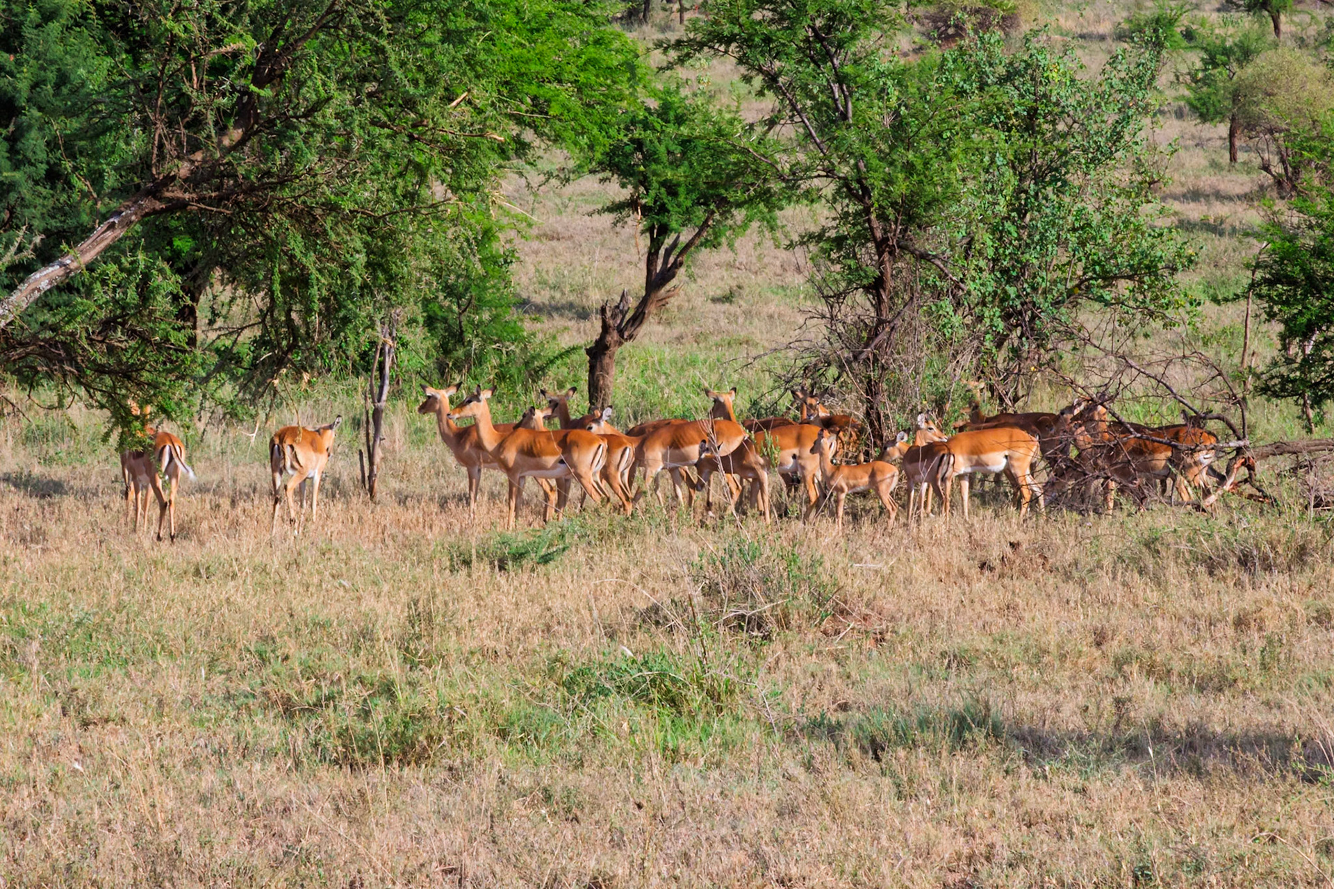 A herd of Impala graze in Serengeti National Park, Tanzania. They are eating and staying close together for safety.