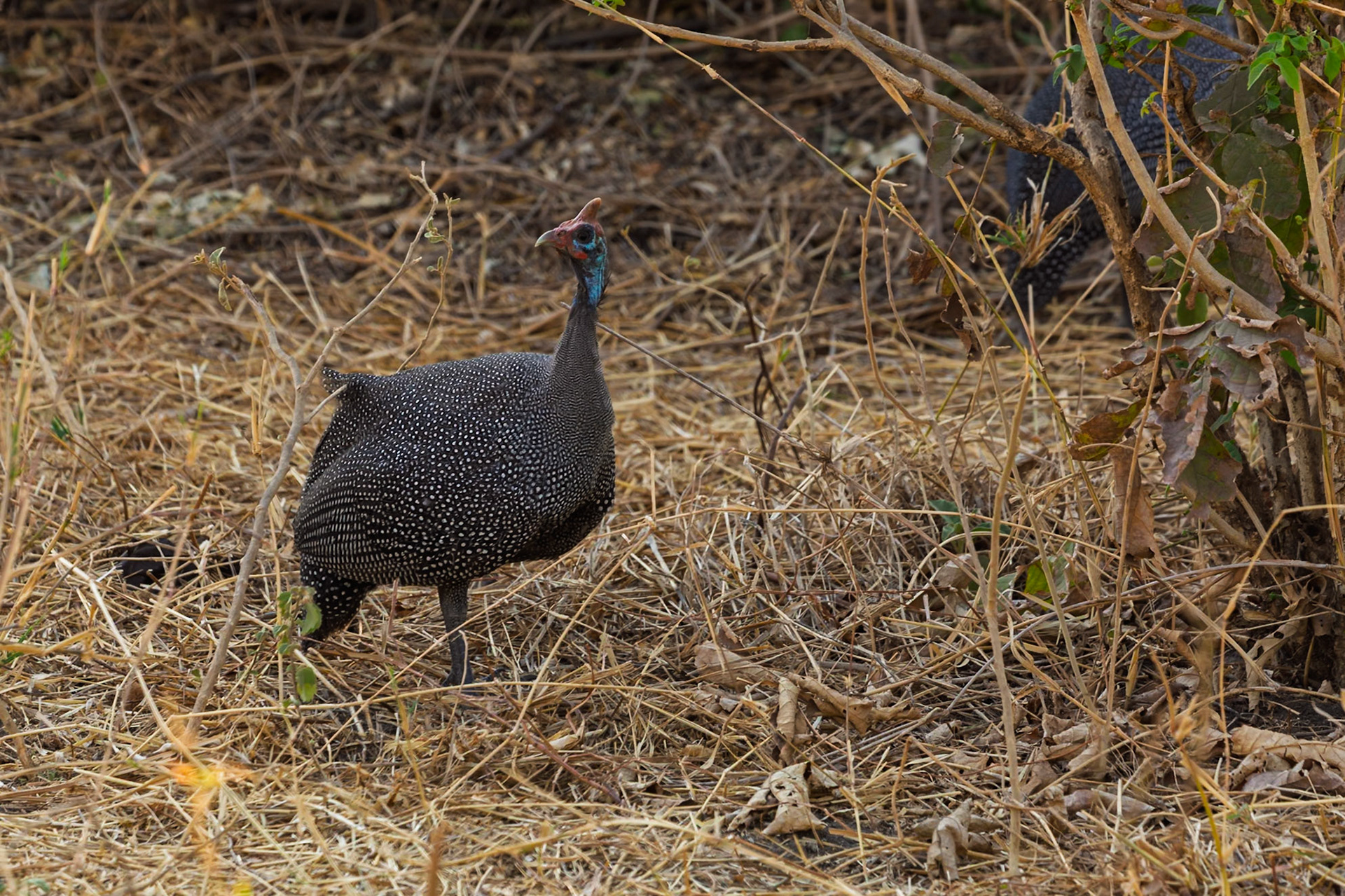 A helmeted guineafowl forages for food in the dry brush of Tanzania's Tarangire National Park.