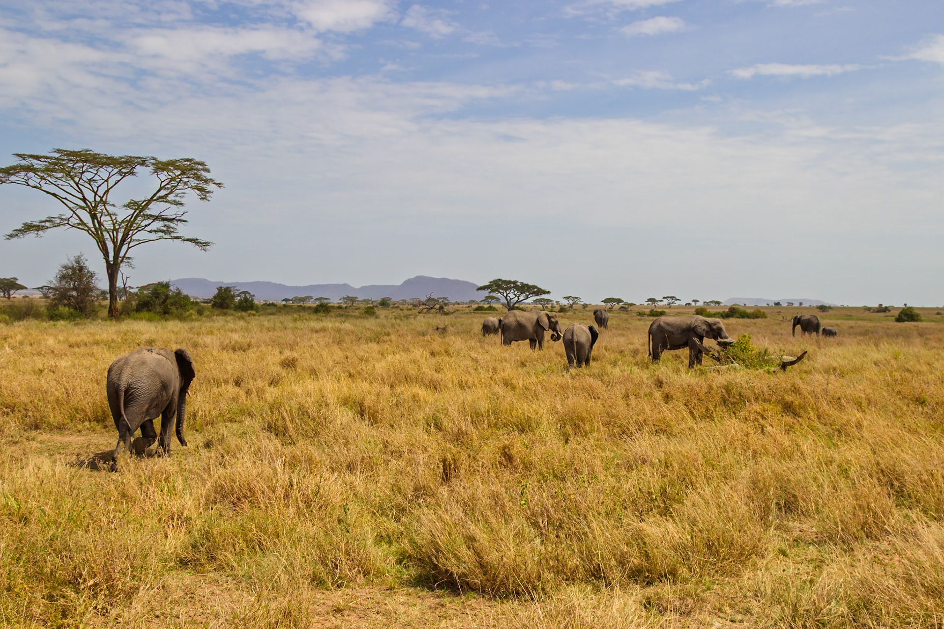 A herd of elephants graze in Serengeti National Park, Tanzania, seeking sustenance in the golden grasslands.