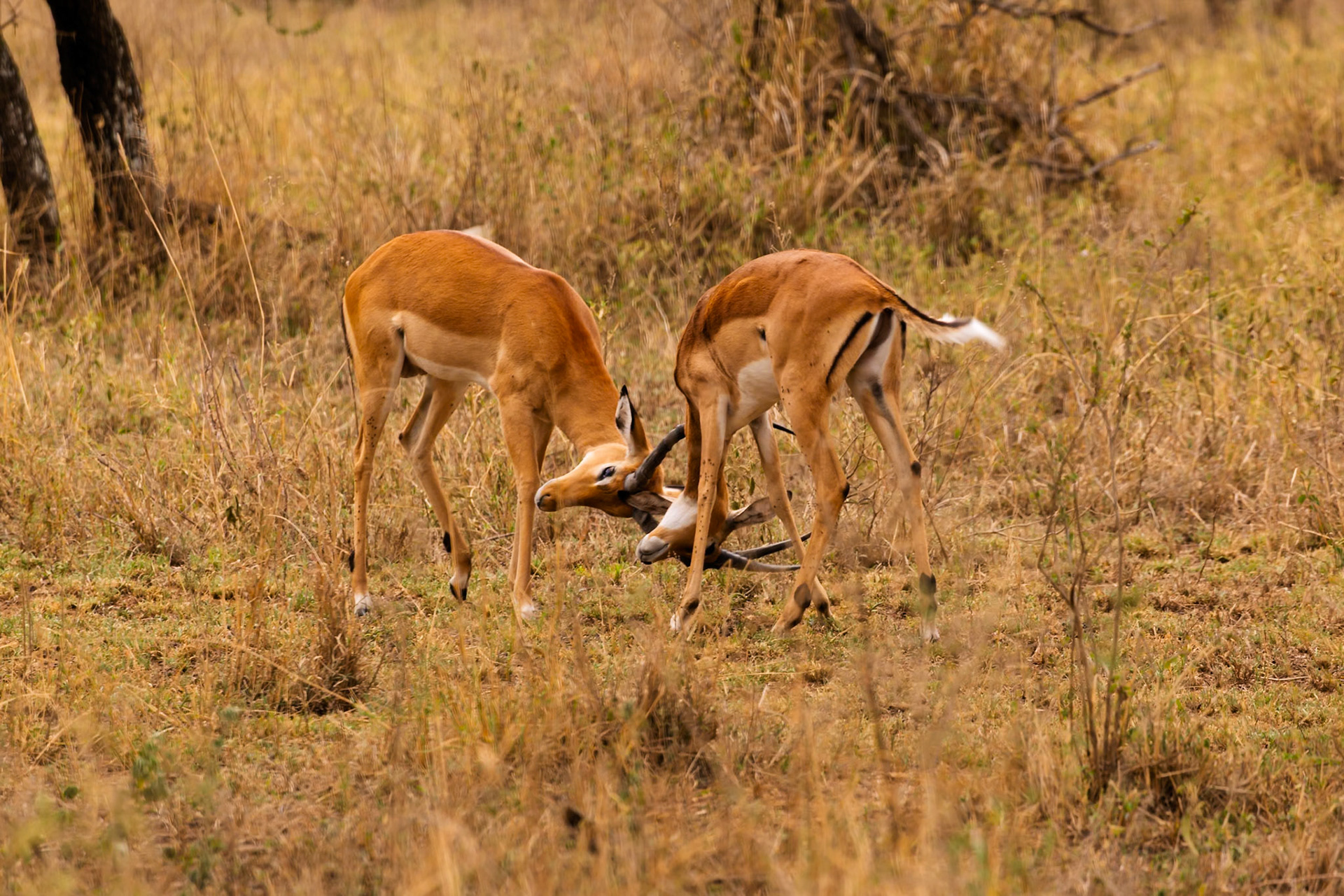 Two male impalas lock horns in a territorial dispute in Tanzania's Serengeti National Park.
