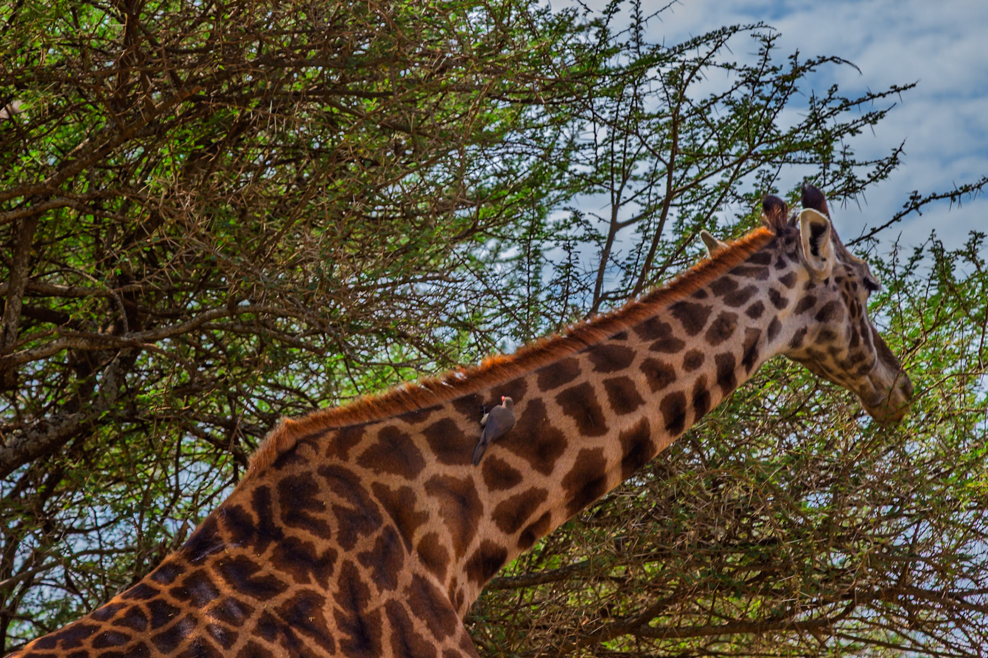 In Tanzania's Serengeti, a giraffe hosts a red-billed oxpecker, showcasing a symbiotic relationship in the wild.