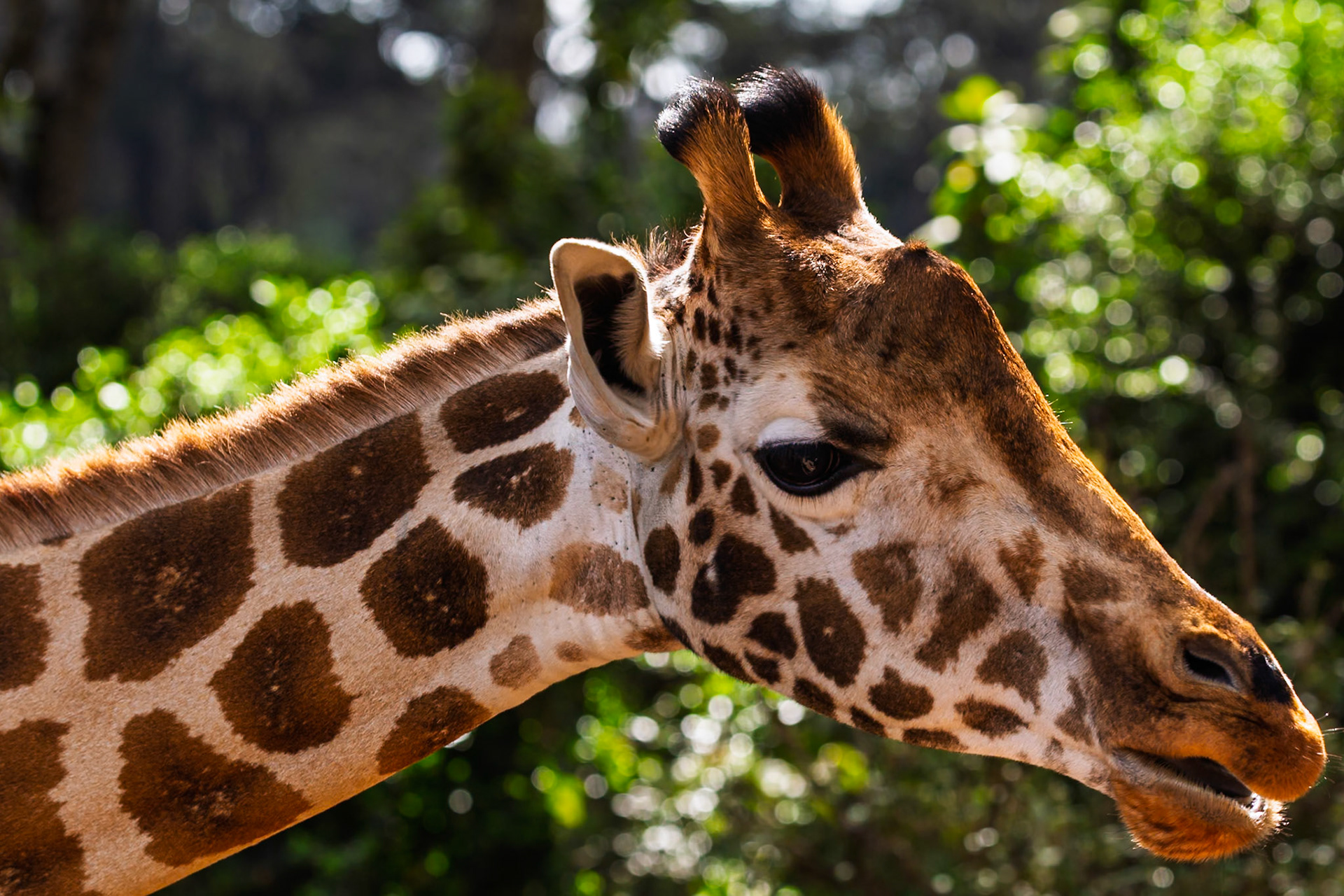 A close-up of a giraffe at Giraffe Center, Kenya, showcasing its unique coat pattern and gentle demeanor.