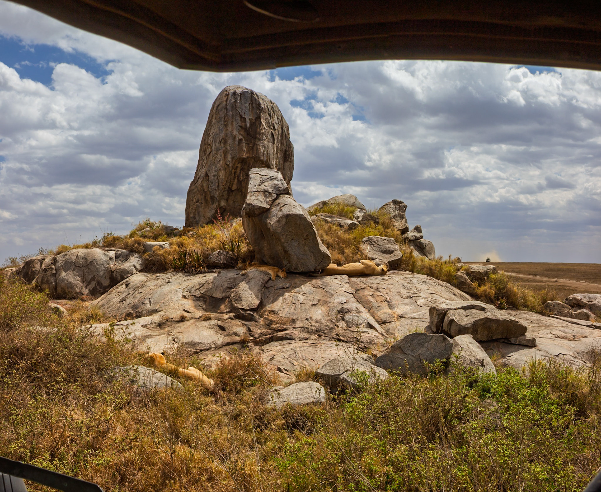 Lions rest on rocks in Tanzania's Serengeti National Park, seeking shade and a vantage point in their natural habitat.