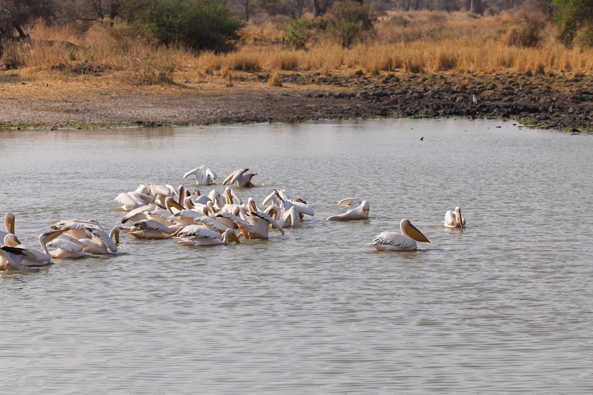 A flock of Great White Pelicans actively feeds in the waters of Tarangire National Park, Tanzania, seeking sustenance.