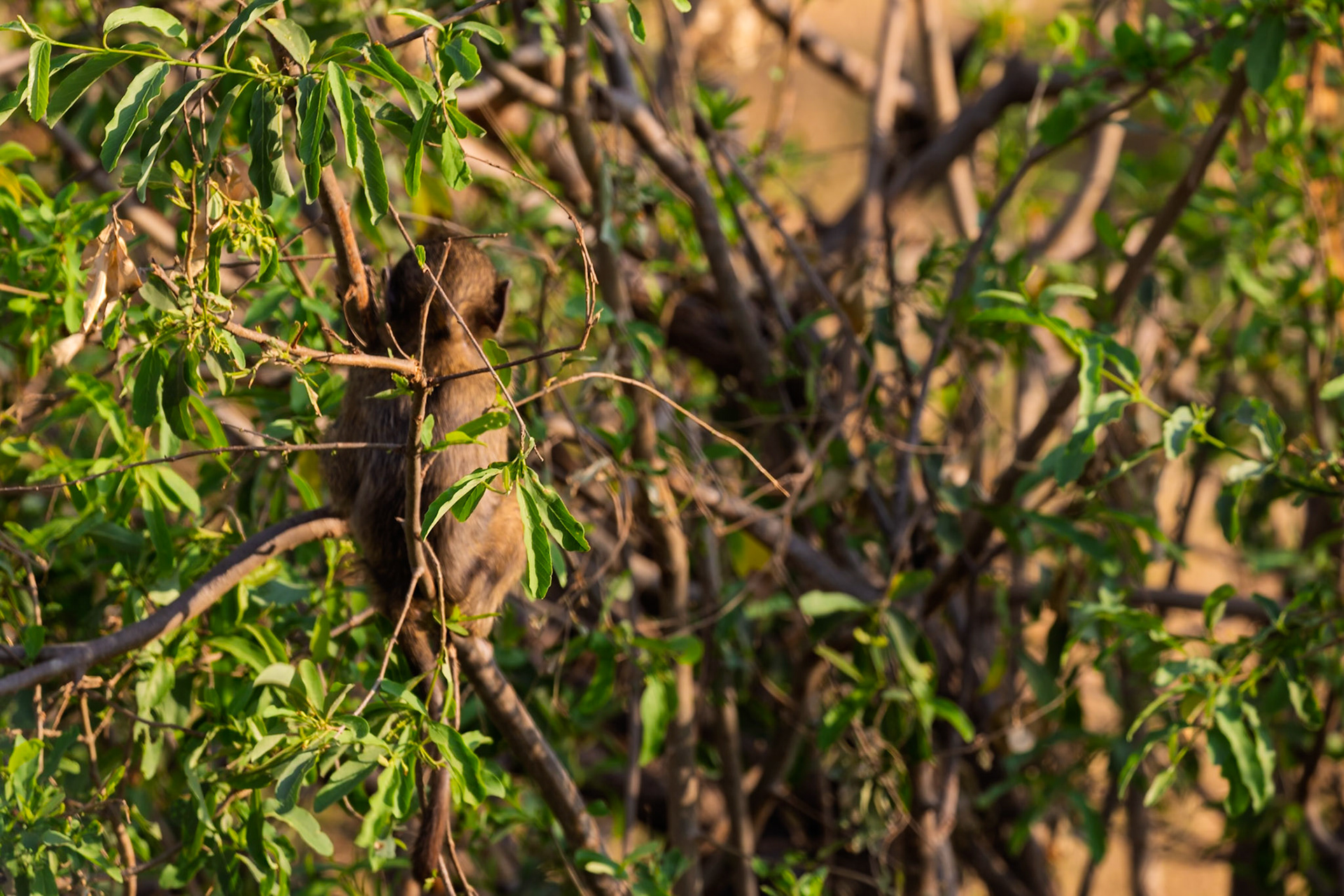 A baboon sits in a tree in Tarangire National Park, Tanzania, likely seeking food or safety from predators.