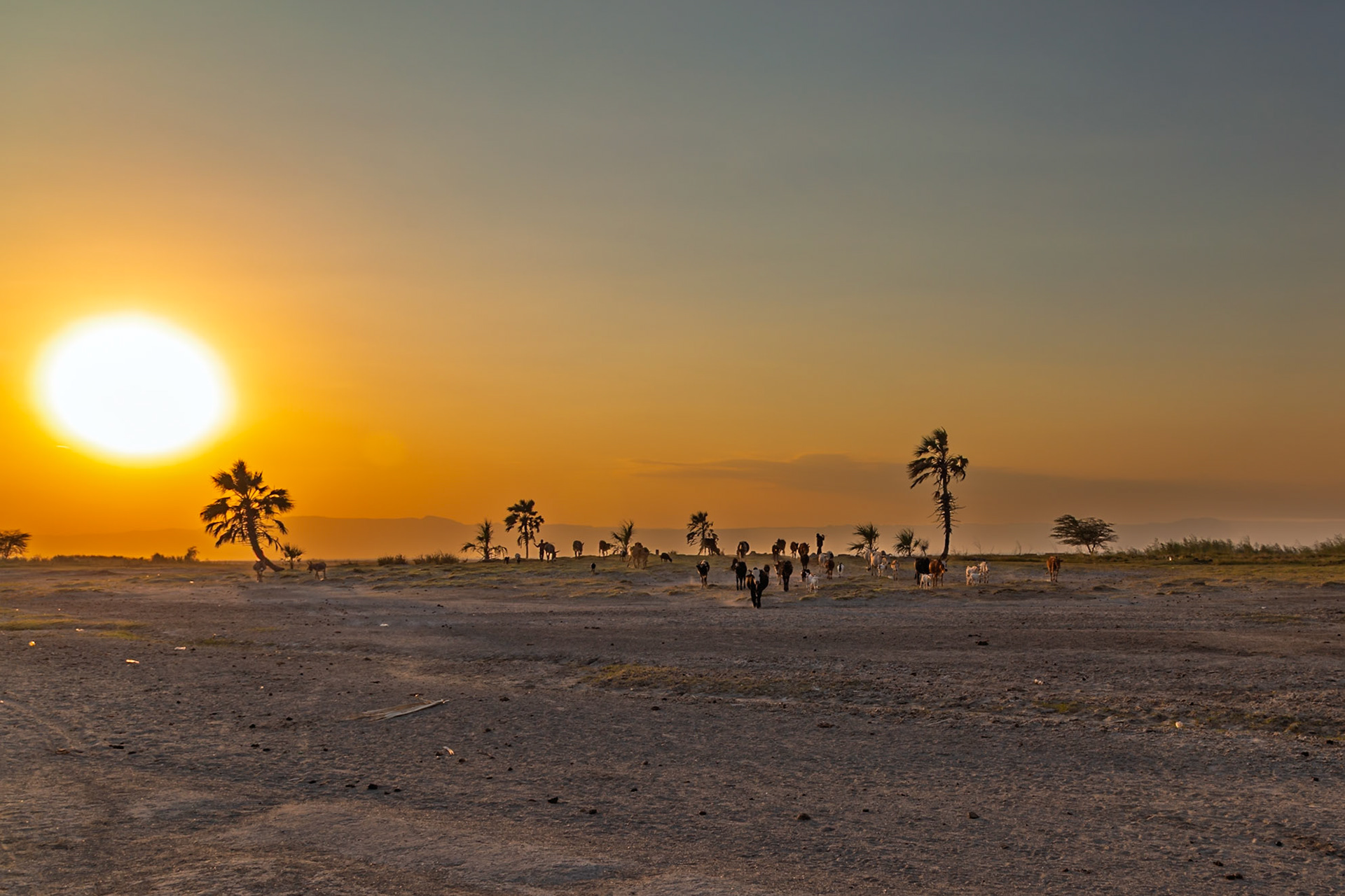 Lake Eyasi, Tanzania - September 27th 2025: A herd of cattle and a few people are seen moving across the dry landscape at sunset.