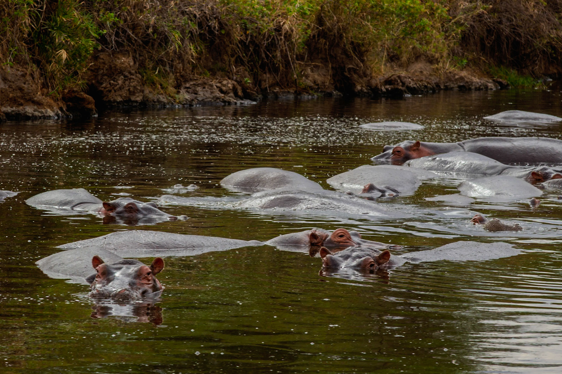 A bloat of hippos stay cool in the water in Serengeti National Park, Tanzania. They submerge to keep their skin from drying out.