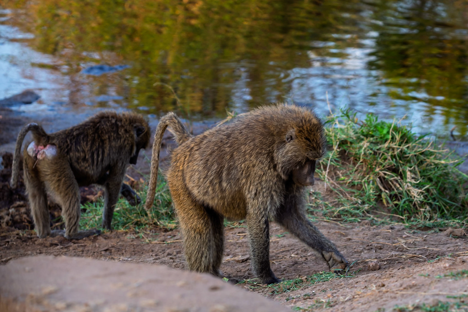 Two baboons forage for food near a watering hole in Tanzania's Serengeti National Park.