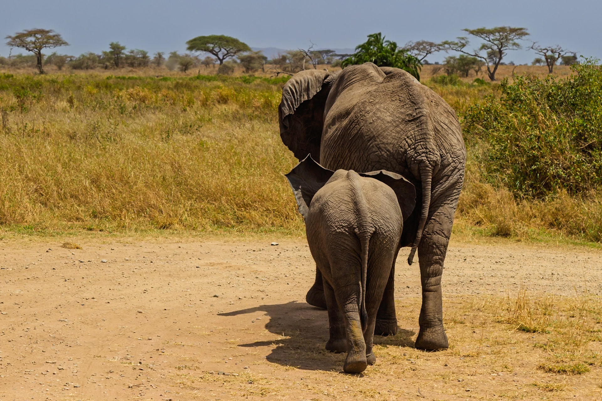A baby elephant follows its mother in Serengeti National Park, Tanzania. The calf stays close for protection and guidance.