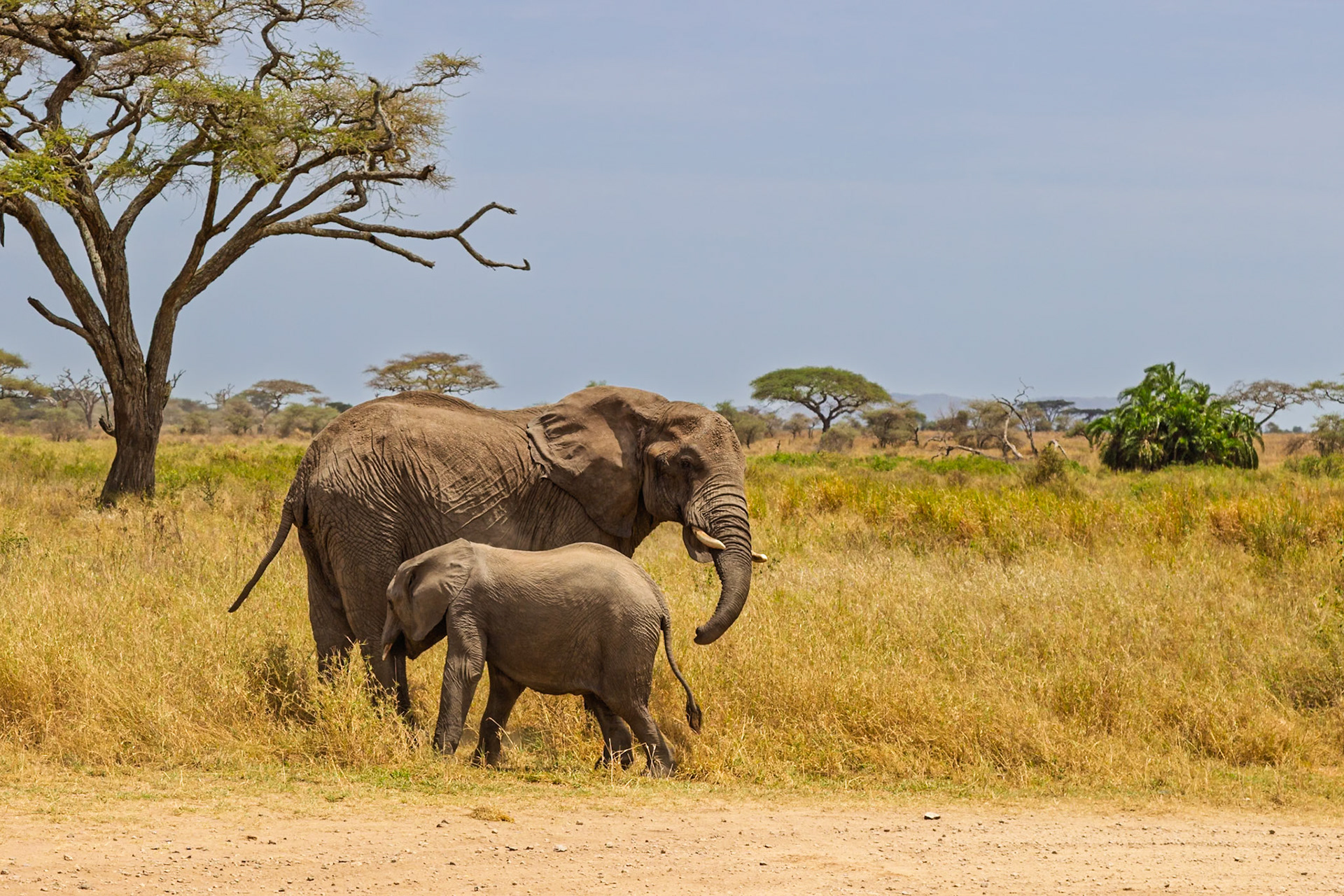 An elephant mother and her calf are walking through the Serengeti National Park in Tanzania.