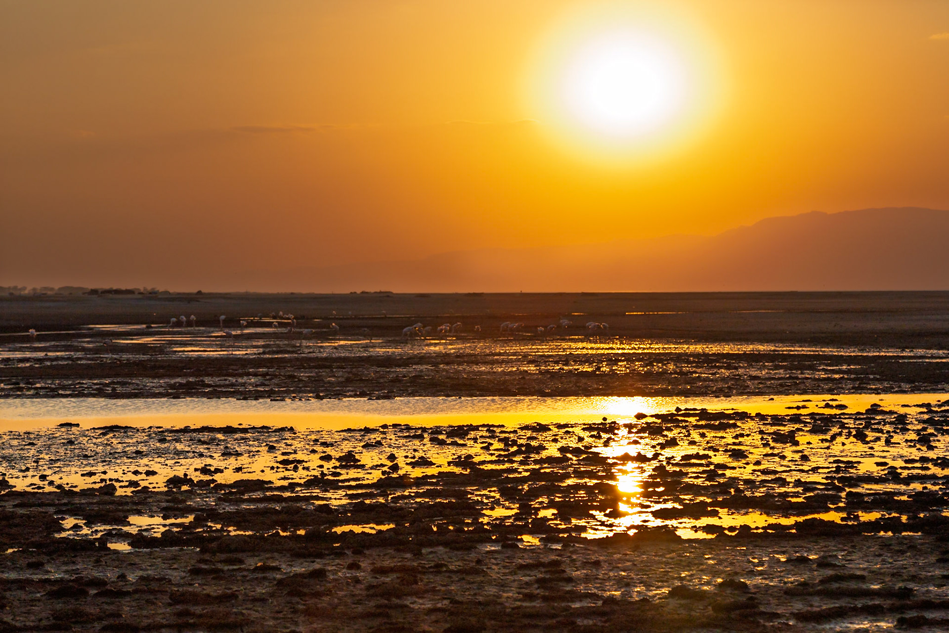 Lake Eyasi, Tanzania - September 27th 2025: Flamingos forage in the shallow waters at sunset, a common sight in this alkaline lake.