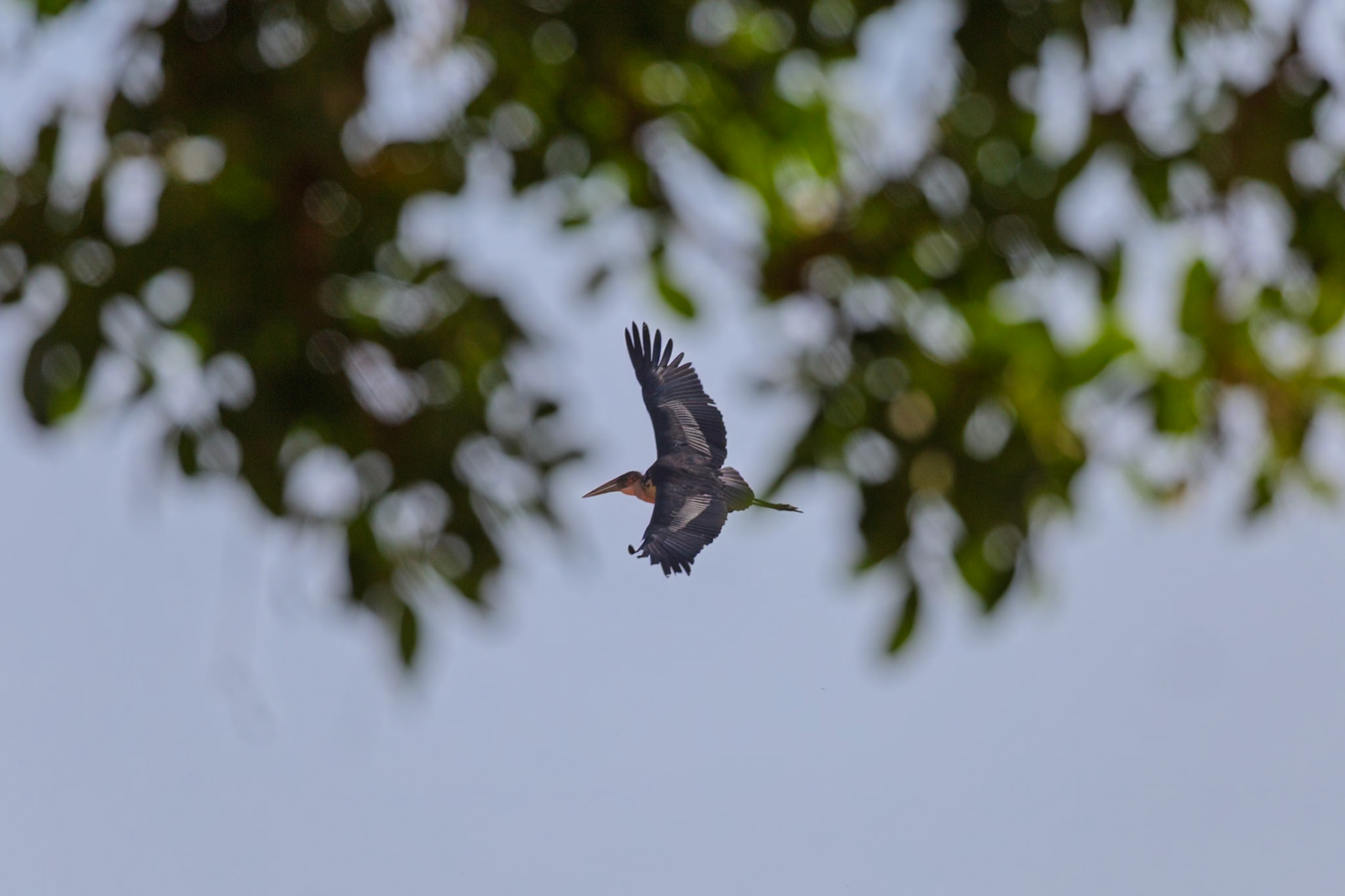 A Marabou Stork soars through the sky in Tanzania's Tarangire National Park, searching for its next meal.