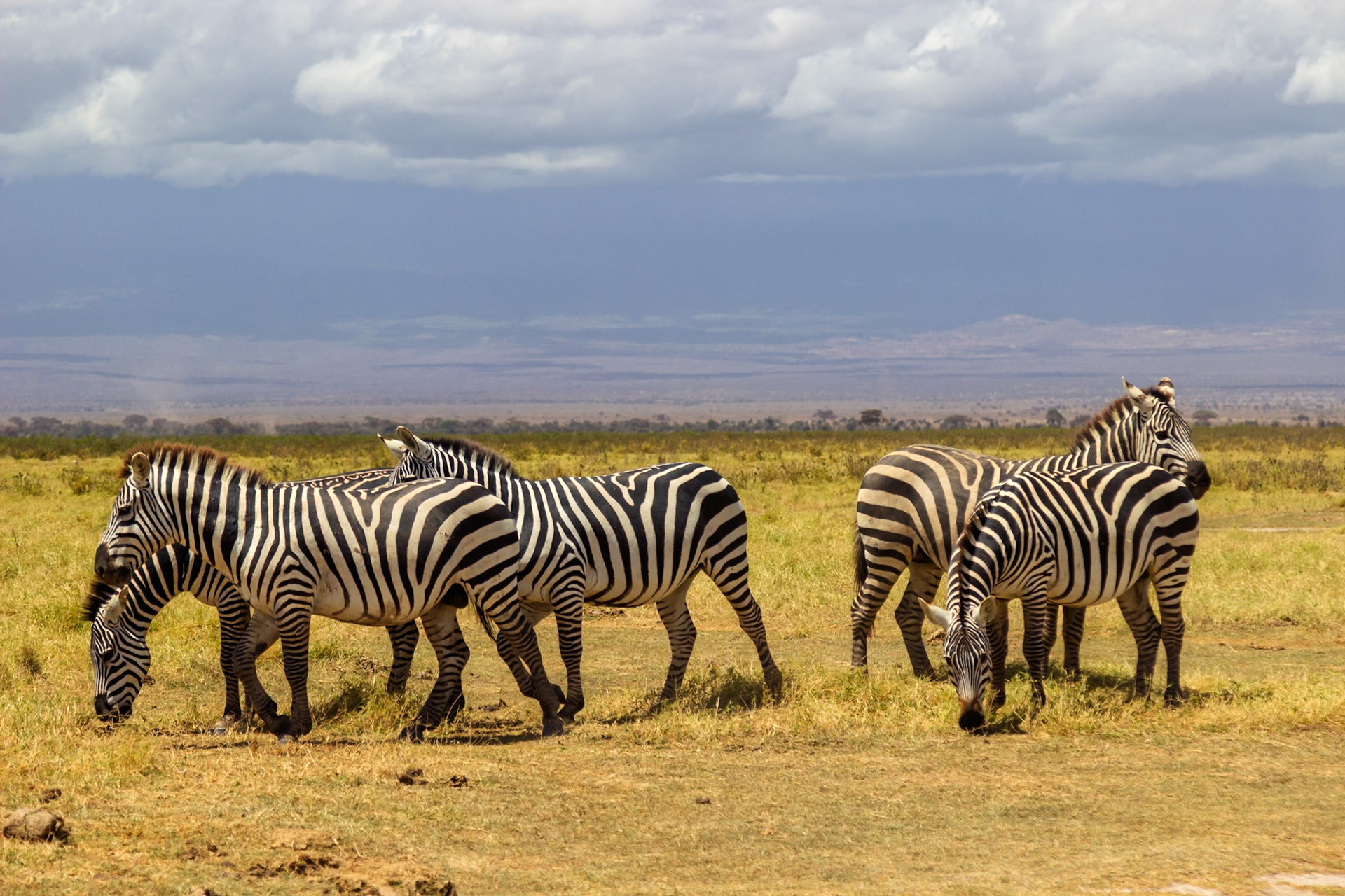 A dazzle of zebras graze in Amboseli National Park, Kenya, seeking sustenance under a cloudy sky.