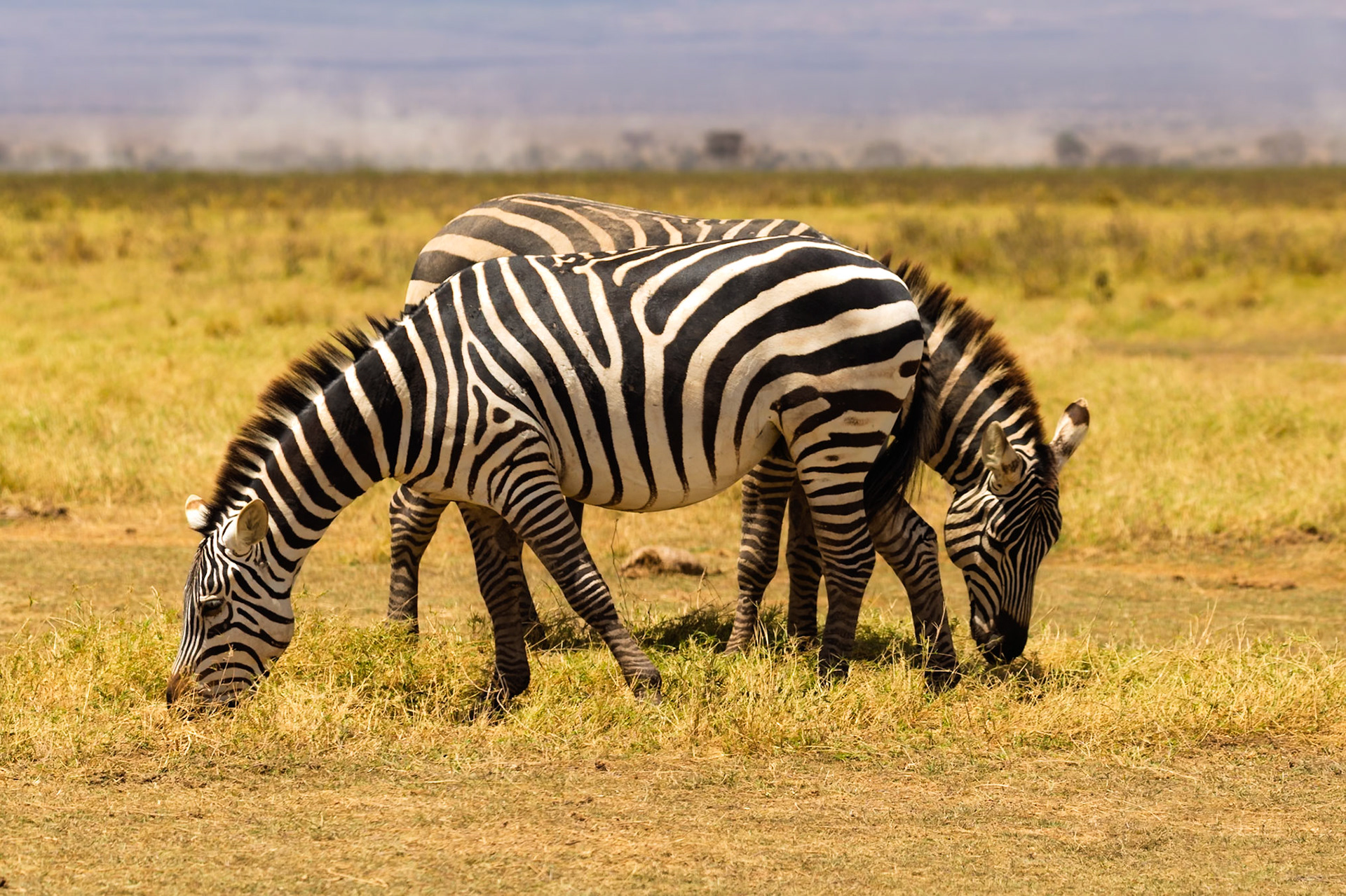 Two zebras graze in Amboseli National Park, Kenya. They are eating grass in a field.