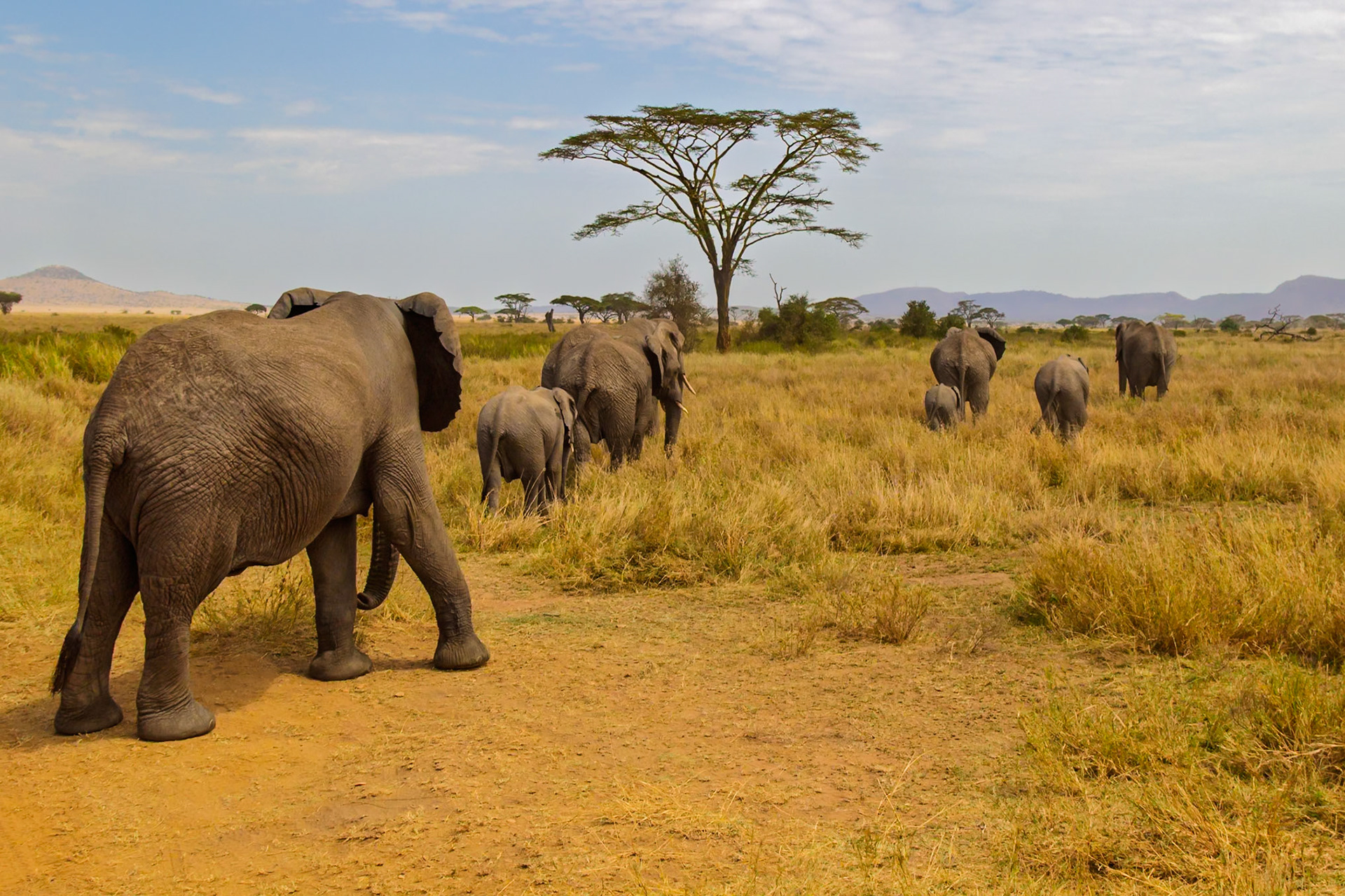 A family of elephants are walking through the Serengeti National Park in Tanzania, foraging for food.