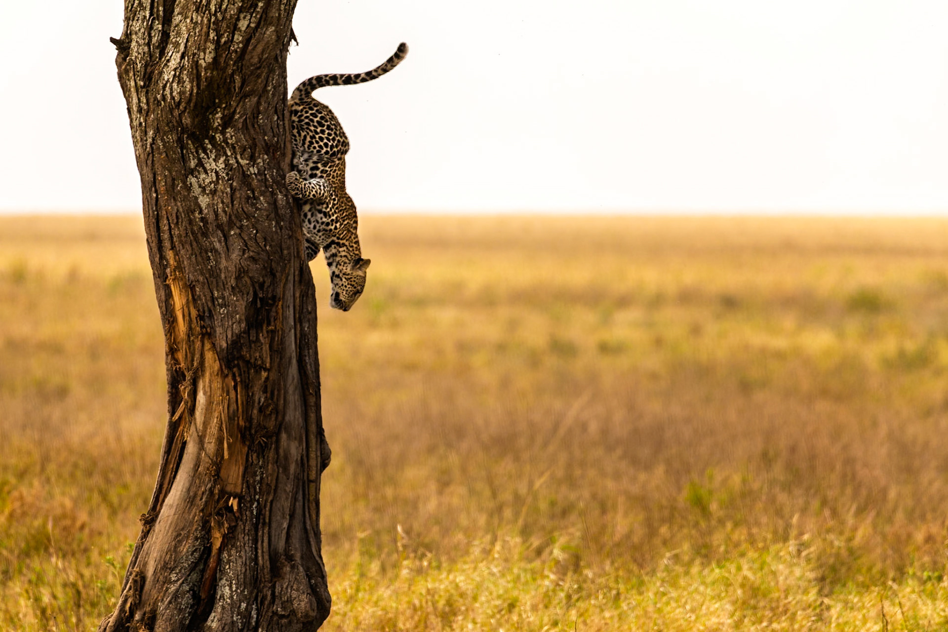 A leopard carefully descends a tree headfirst, surveying the vast plains of Serengeti National Park, Tanzania, likely preparing for a hunt.