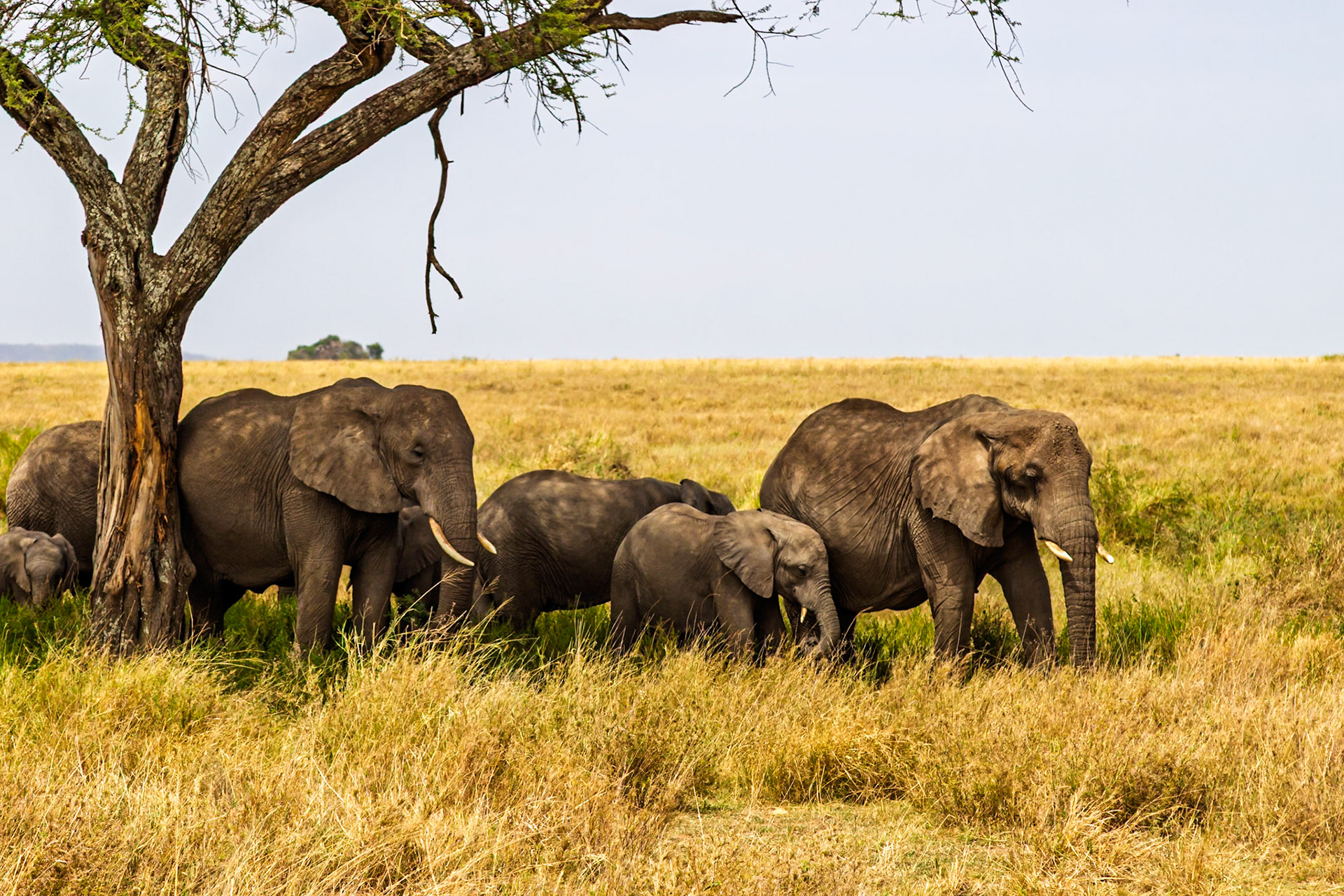 A family of elephants seeks shade under a tree in Tanzania's Serengeti National Park, escaping the heat of the day.