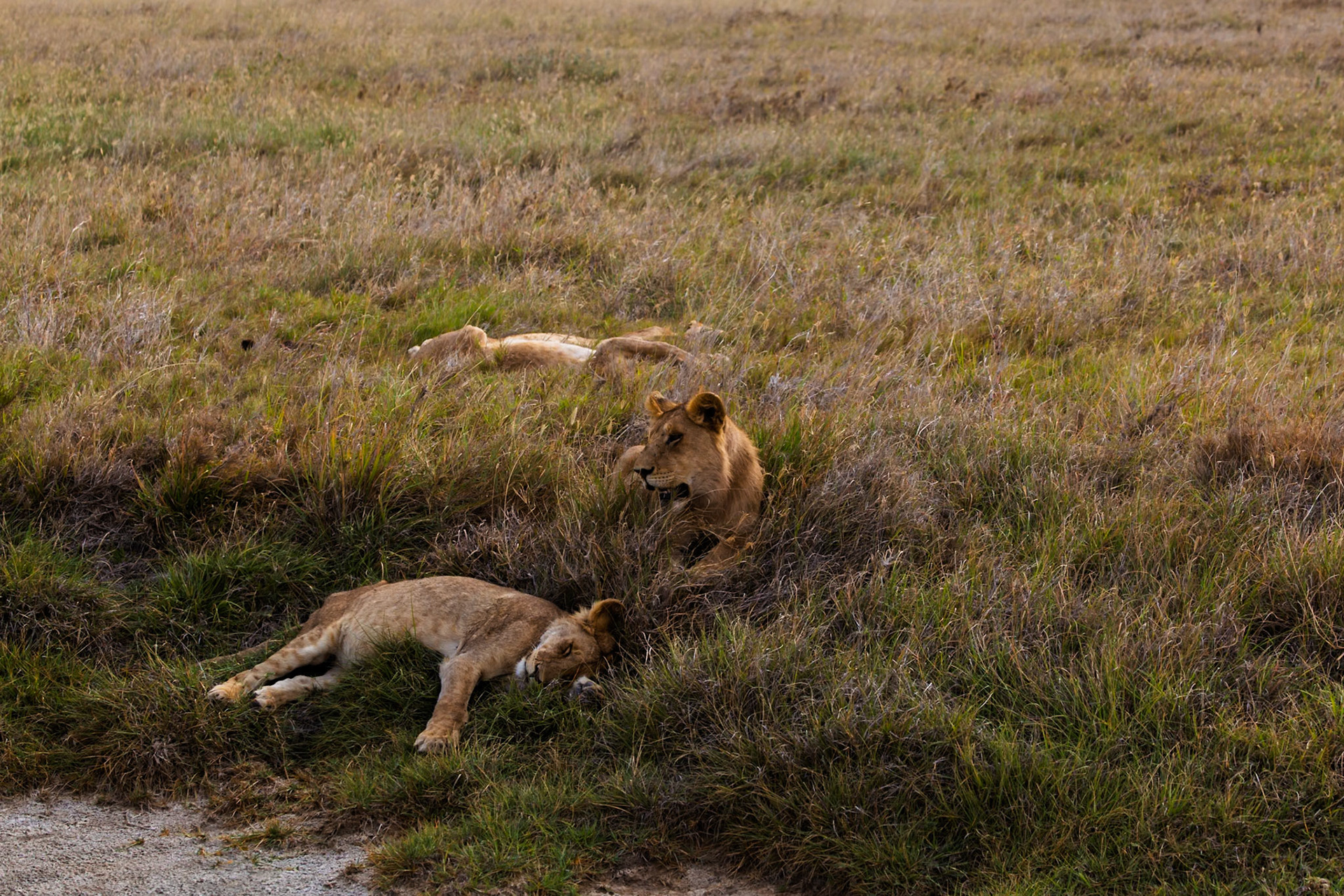 A pride of lions rests in the tall grasses of Tanzania's Serengeti National Park, conserving energy for their next hunt.