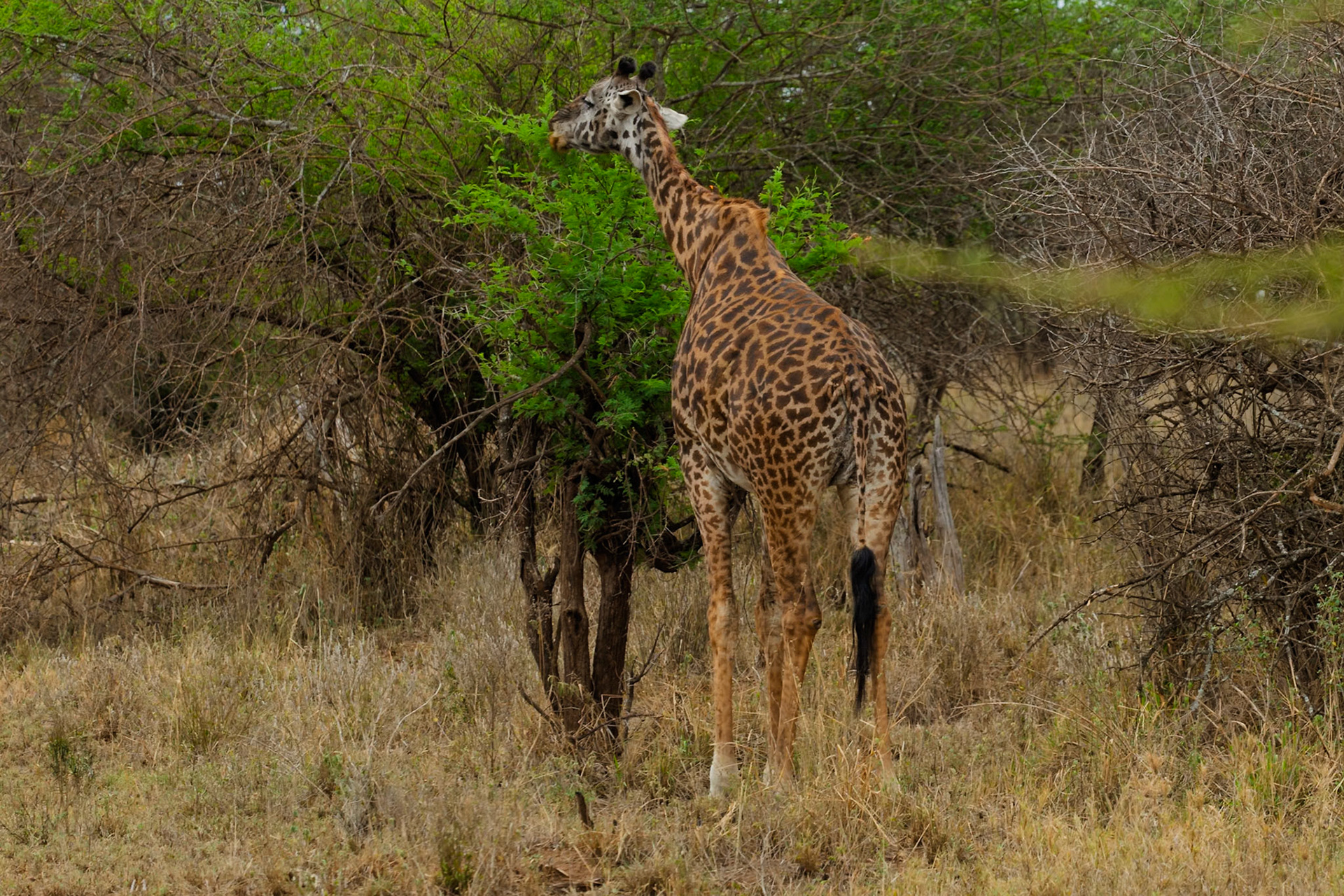 A giraffe munches on leaves in Serengeti National Park, Tanzania. It's eating to survive in its natural habitat.
