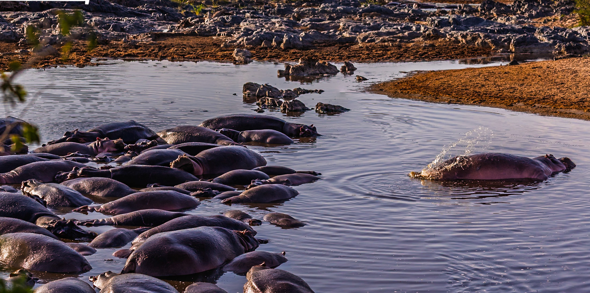 A bloat of hippos rests in the Serengeti National Park, Tanzania. One hippo splashes, cooling off from the African sun.