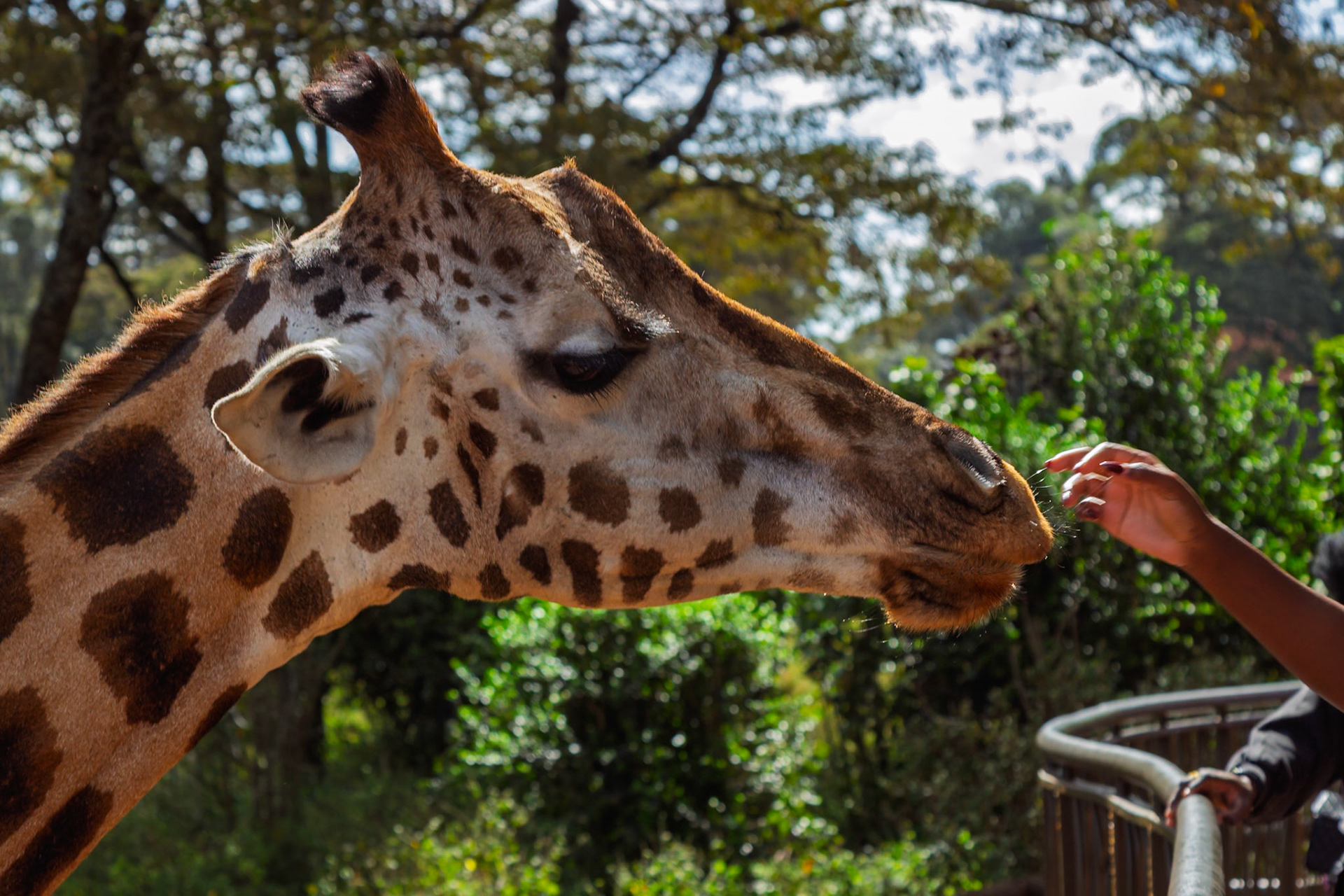 A visitor interacts with a giraffe at the Giraffe Center in Kenya, creating a memorable wildlife experience.