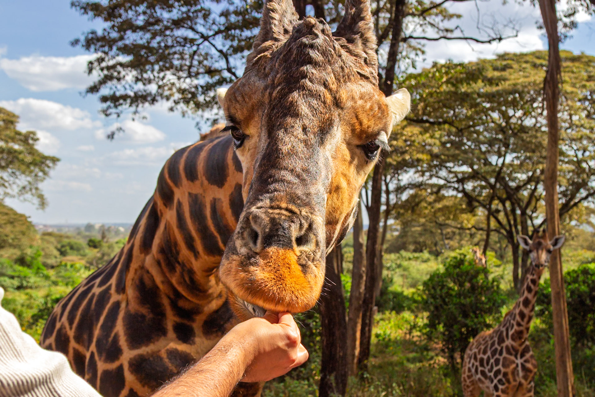 A visitor hand-feeds a giraffe at the Giraffe Center in Kenya, creating a memorable wildlife encounter.