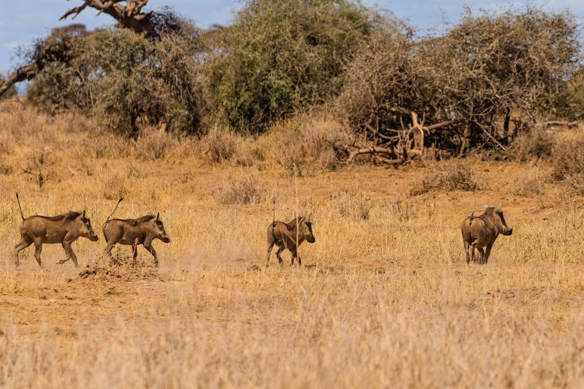 A group of warthogs trot through the tall grasses of Amboseli National Park in Kenya, tails held high.