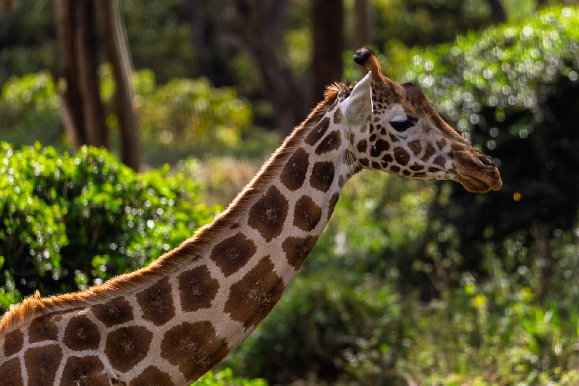 A giraffe is seen at the Giraffe Center in Kenya, likely seeking food or interacting with visitors.