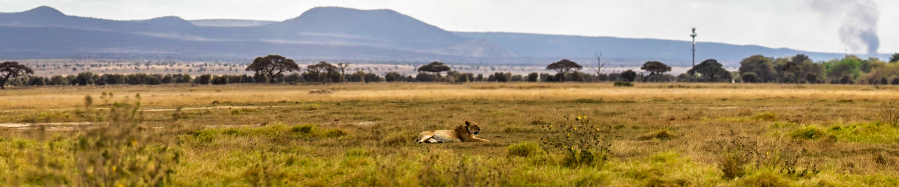 A lion rests in the grass at Amboseli National Park, Kenya, enjoying the warmth of the sun.