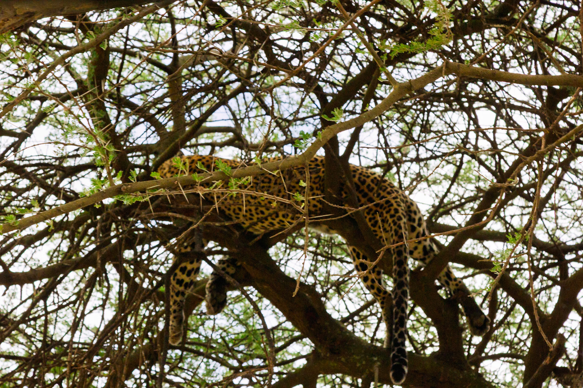 A leopard rests in a tree in Serengeti National Park, Tanzania, seeking shade and a vantage point for hunting.