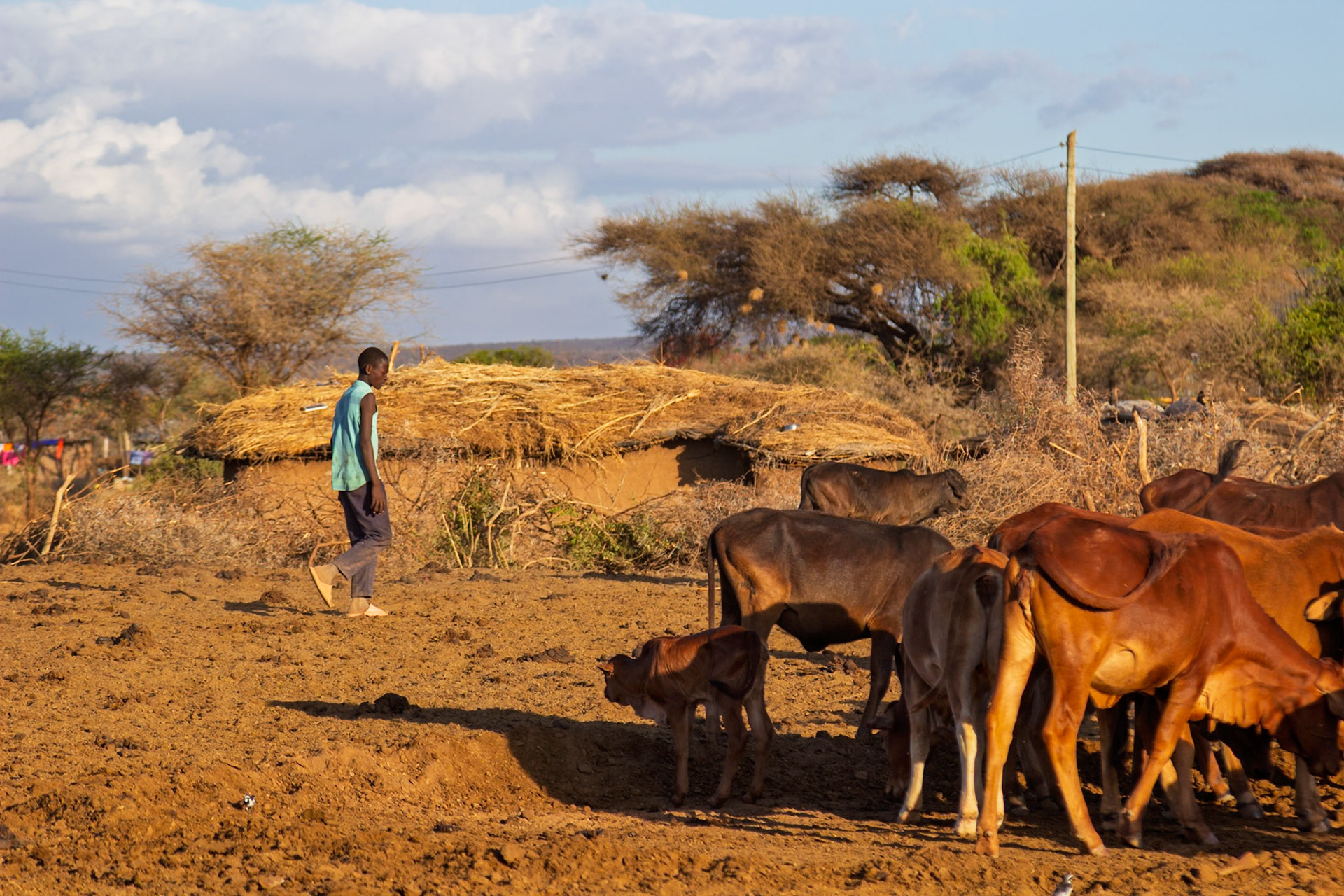 A Maasai man walks past cattle in a village in Kenya. The cattle are likely a source of food and income for the community.