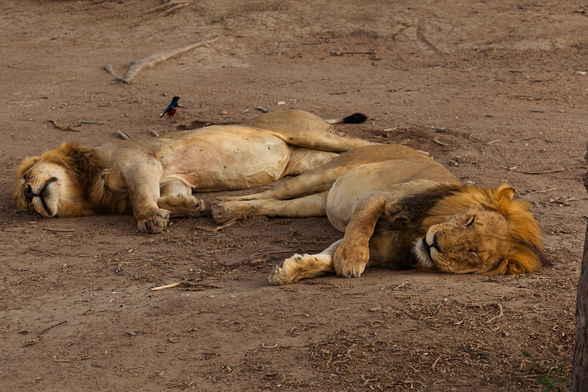 Two male lions nap in Serengeti National Park, Tanzania. A superb starling stands nearby, unbothered by the sleeping predators.