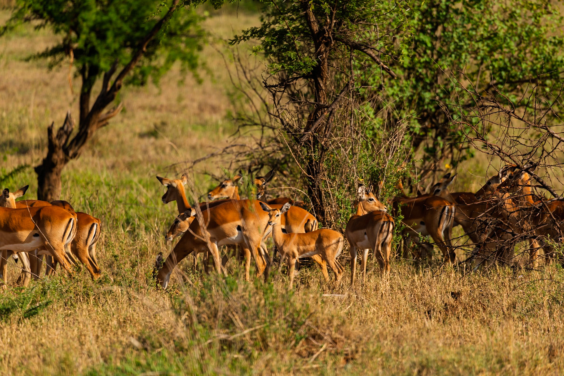 A group of Impala are grazing in the Serengeti National Park, Tanzania, seeking nourishment in their natural habitat.