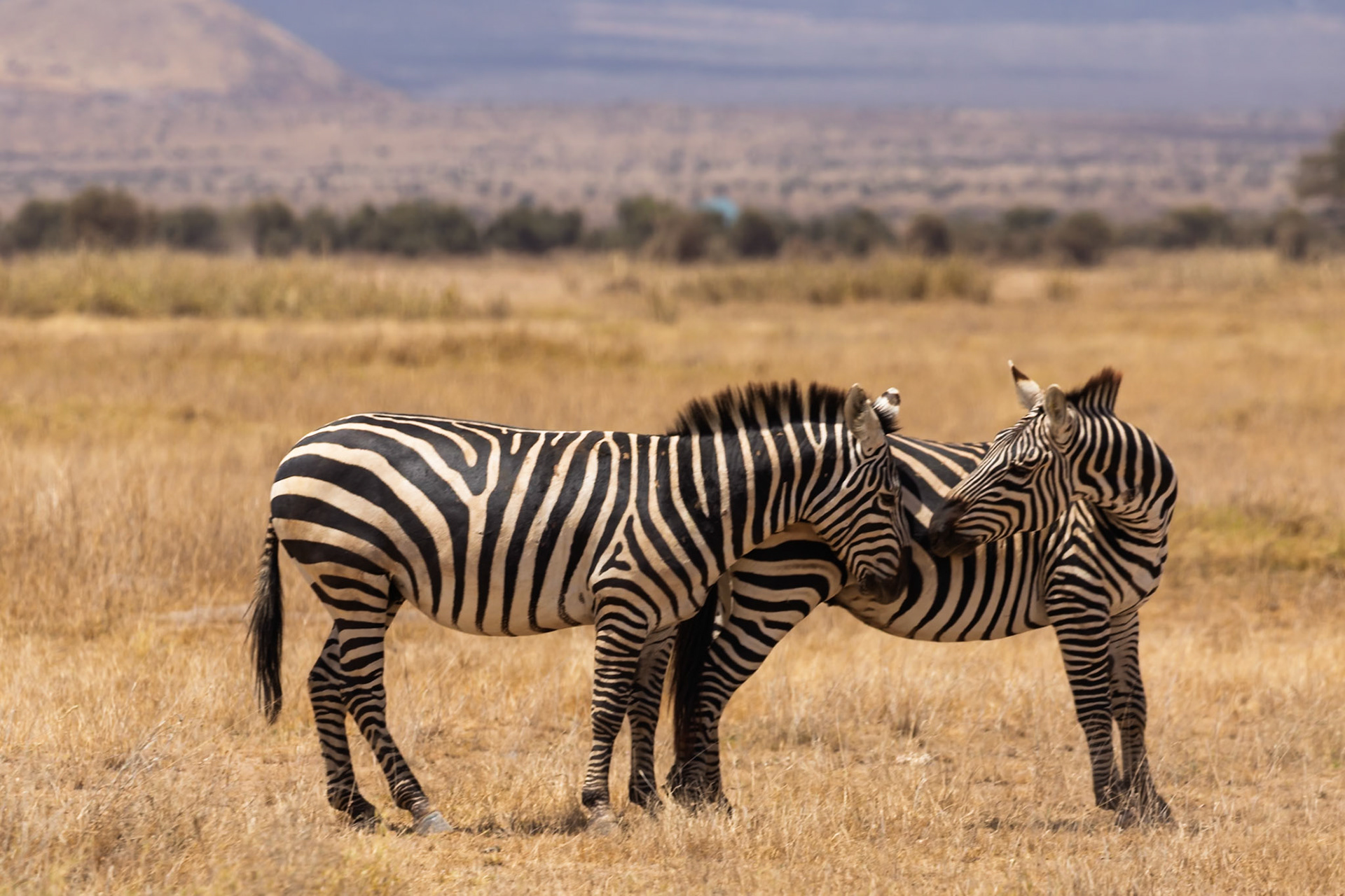 Two zebras nuzzle in Amboseli National Park, Kenya. They are likely bonding or grooming each other.