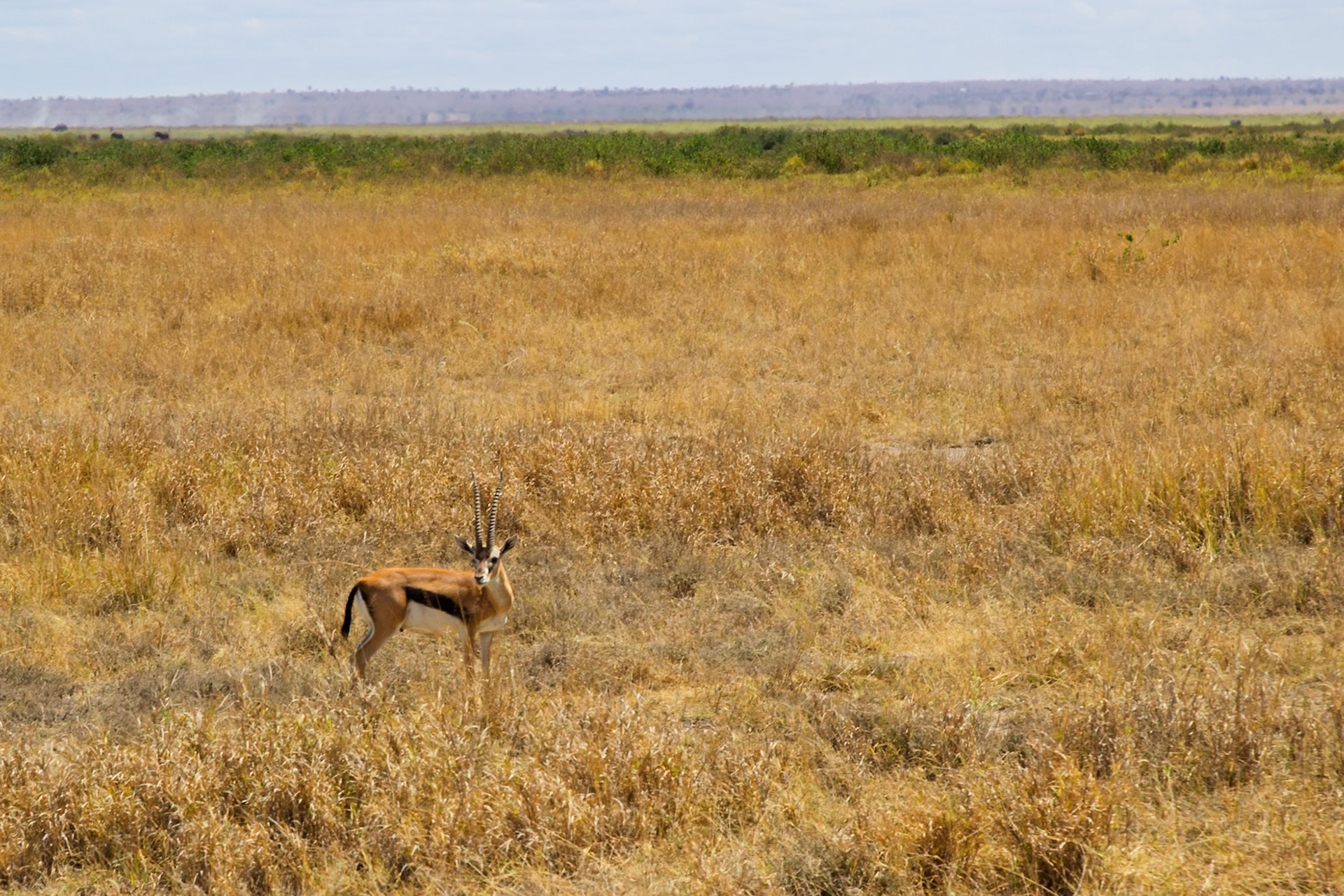 A Grant's gazelle stands alert in Amboseli National Park, Kenya, showcasing its adaptation to the savanna environment.