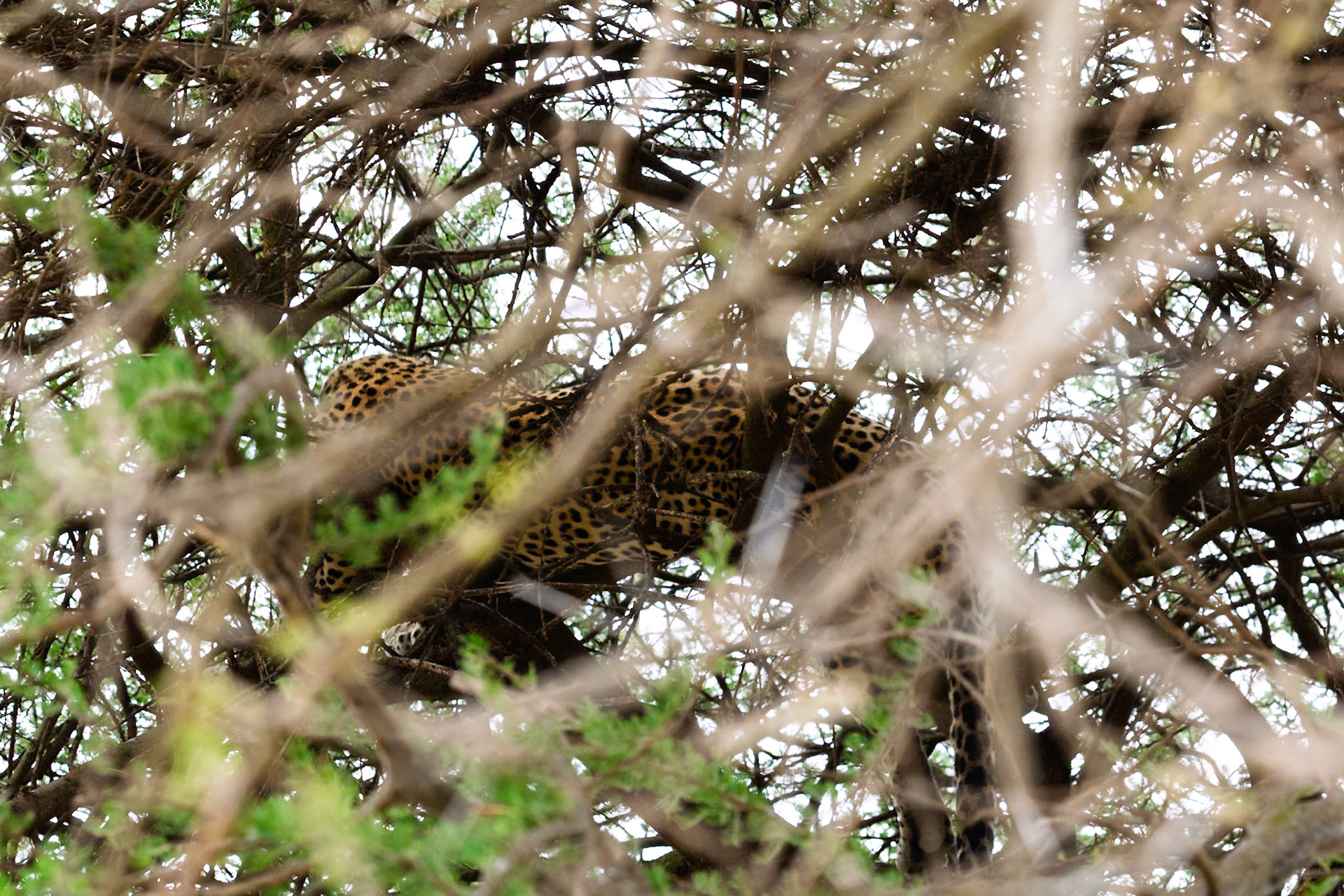 A leopard rests in a tree in Serengeti National Park, Tanzania, camouflaged amongst the branches.