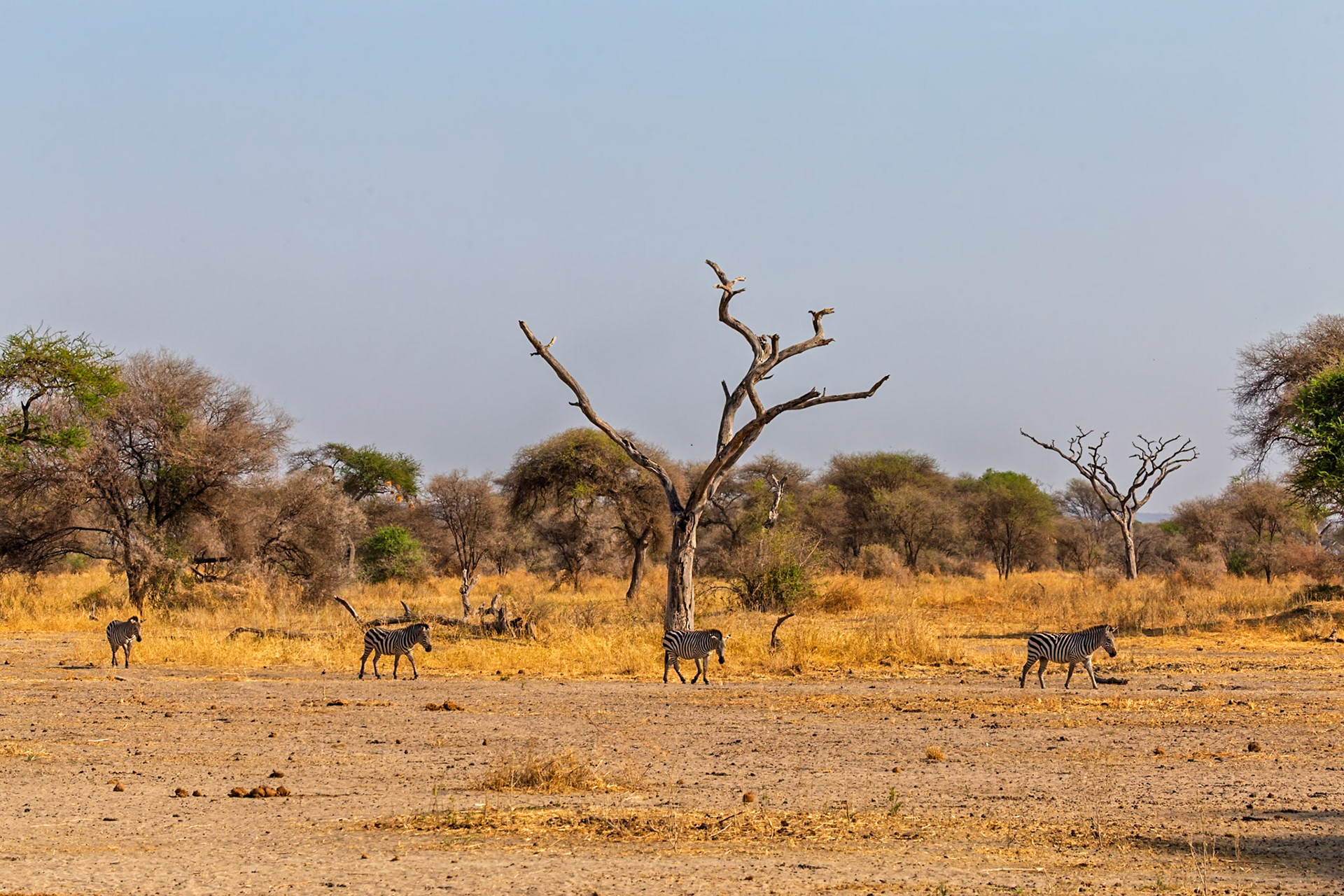 Zebras graze in Tarangire National Park, Tanzania, seeking sustenance in the dry landscape.