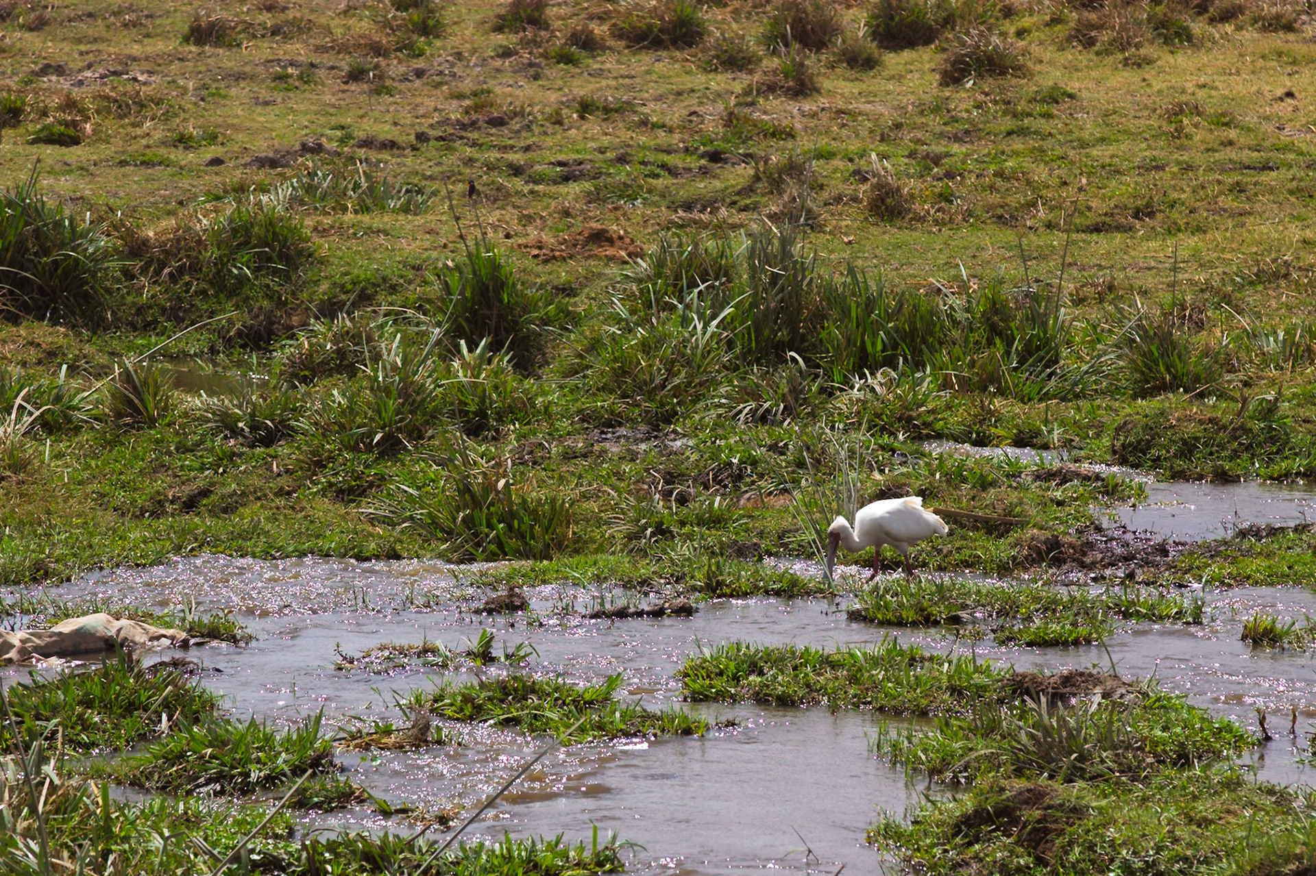 A spoonbill wades through a stream in Amboseli National Park, Kenya, searching for food in the shallow water.