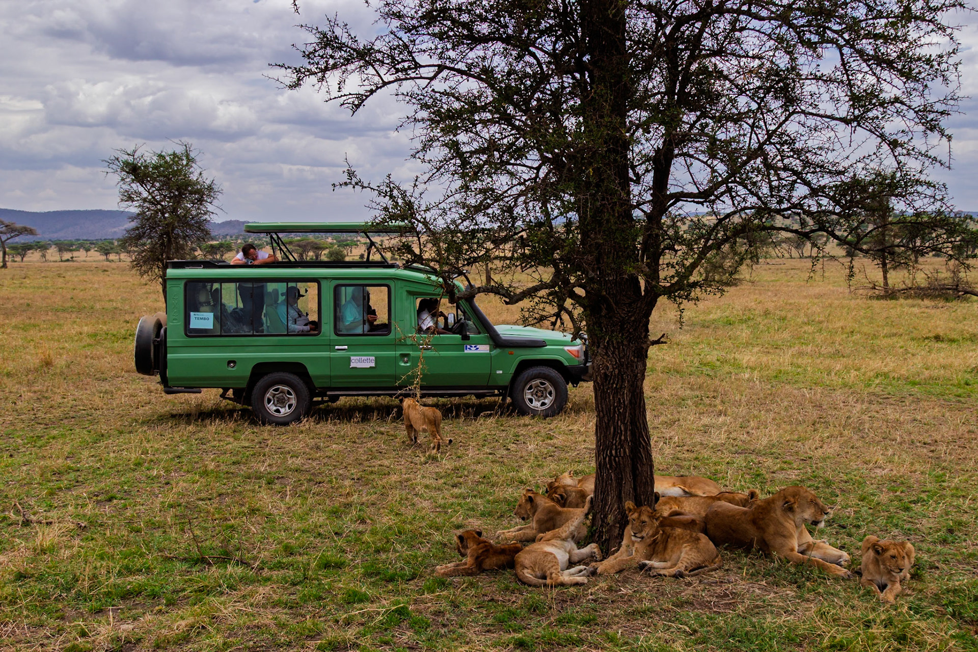Tourists in Tanzania's Serengeti National Park observe a pride of lions resting under a tree, seeking shade from the sun.