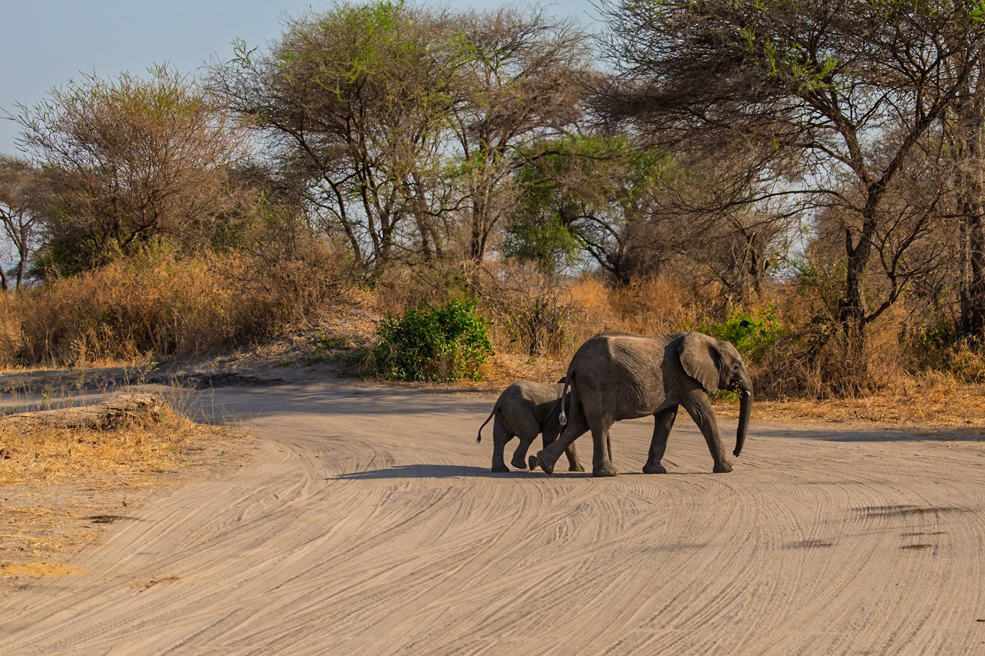 A mother elephant and her calf cross a dirt road in Tarangire National Park, Tanzania, likely in search of food or water.