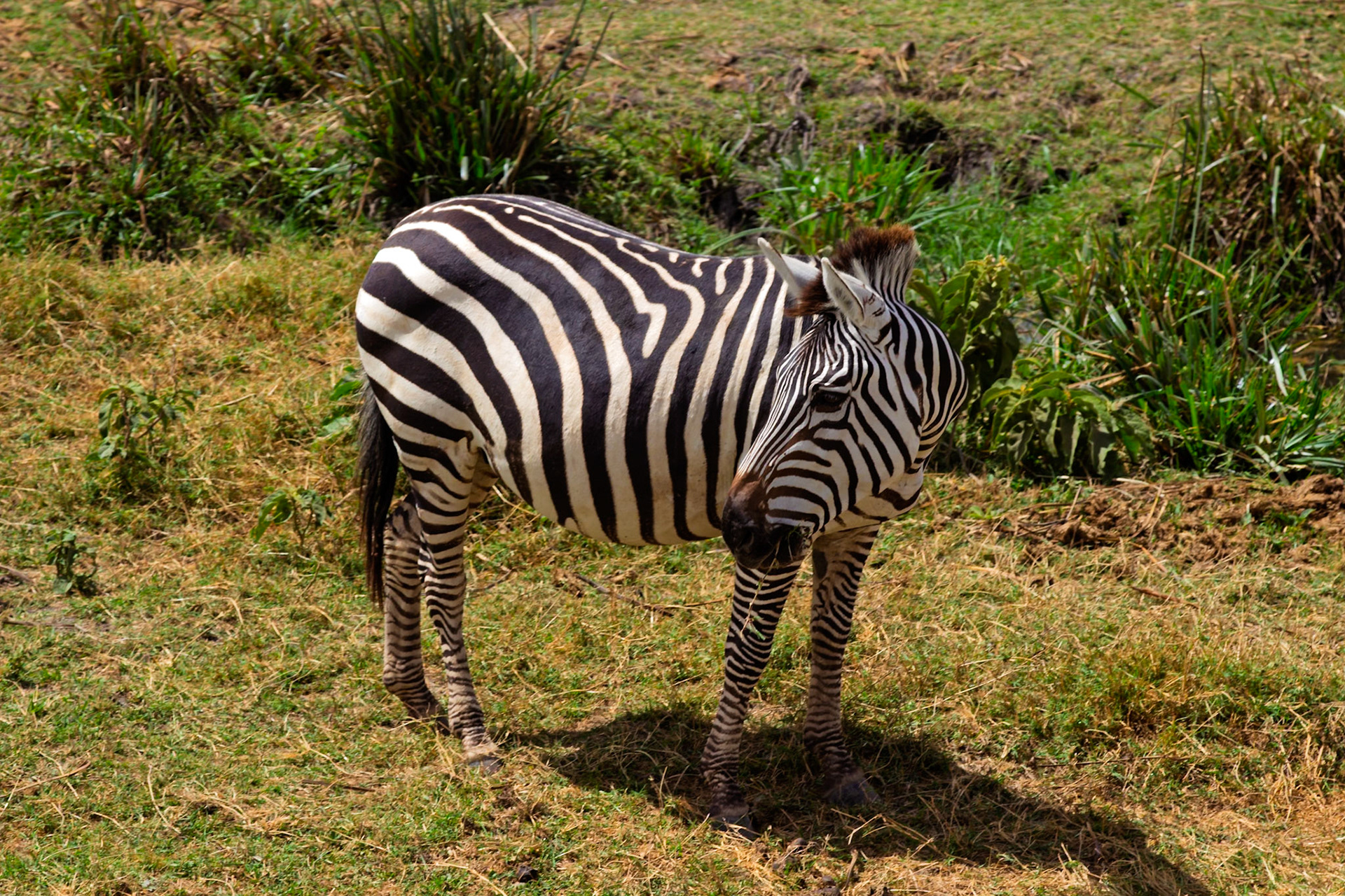 A zebra grazes in Amboseli National Park, Kenya. The zebra is eating grass in a field.
