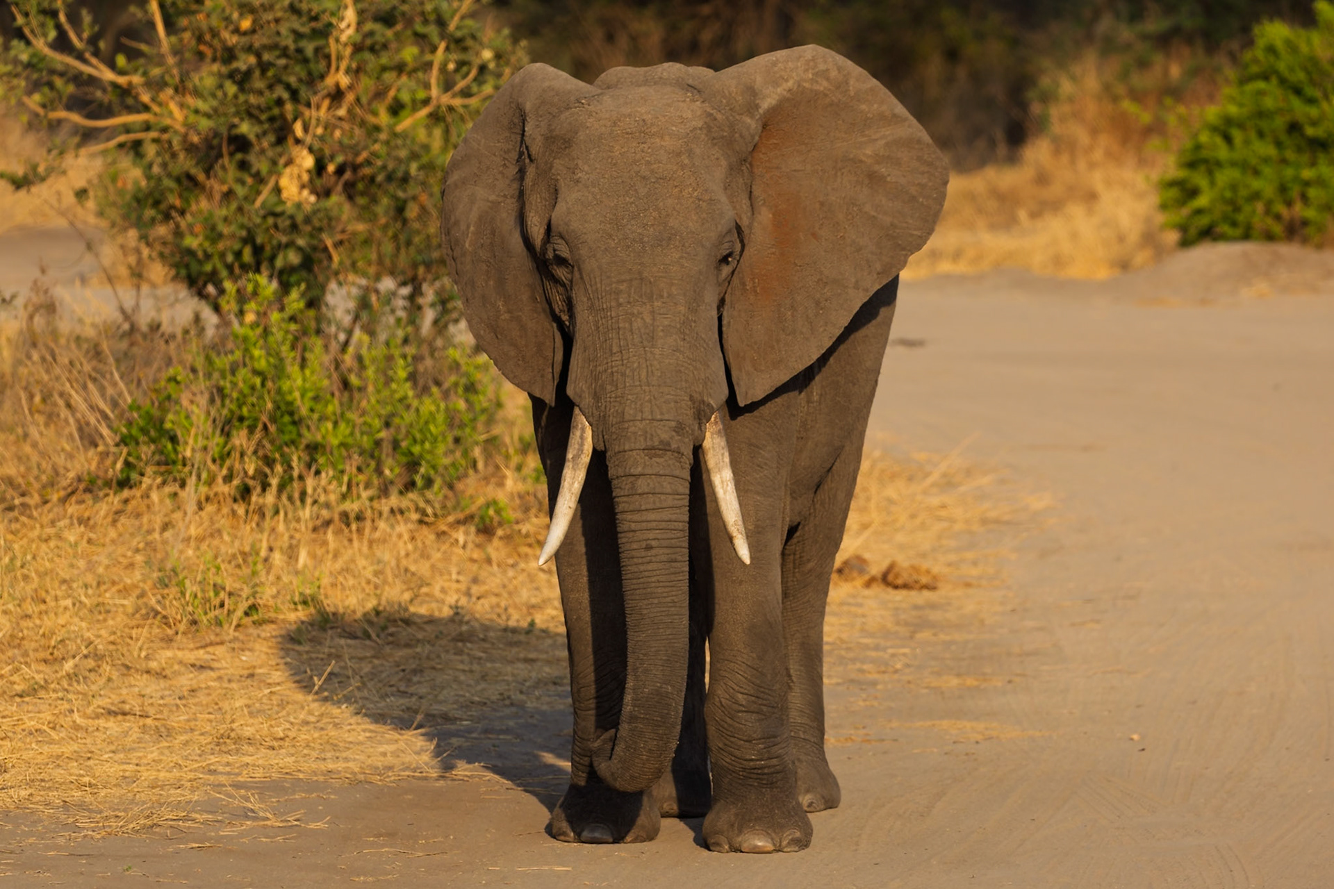 An African elephant stands on a dirt road in Tarangire National Park, Tanzania, observing its surroundings.