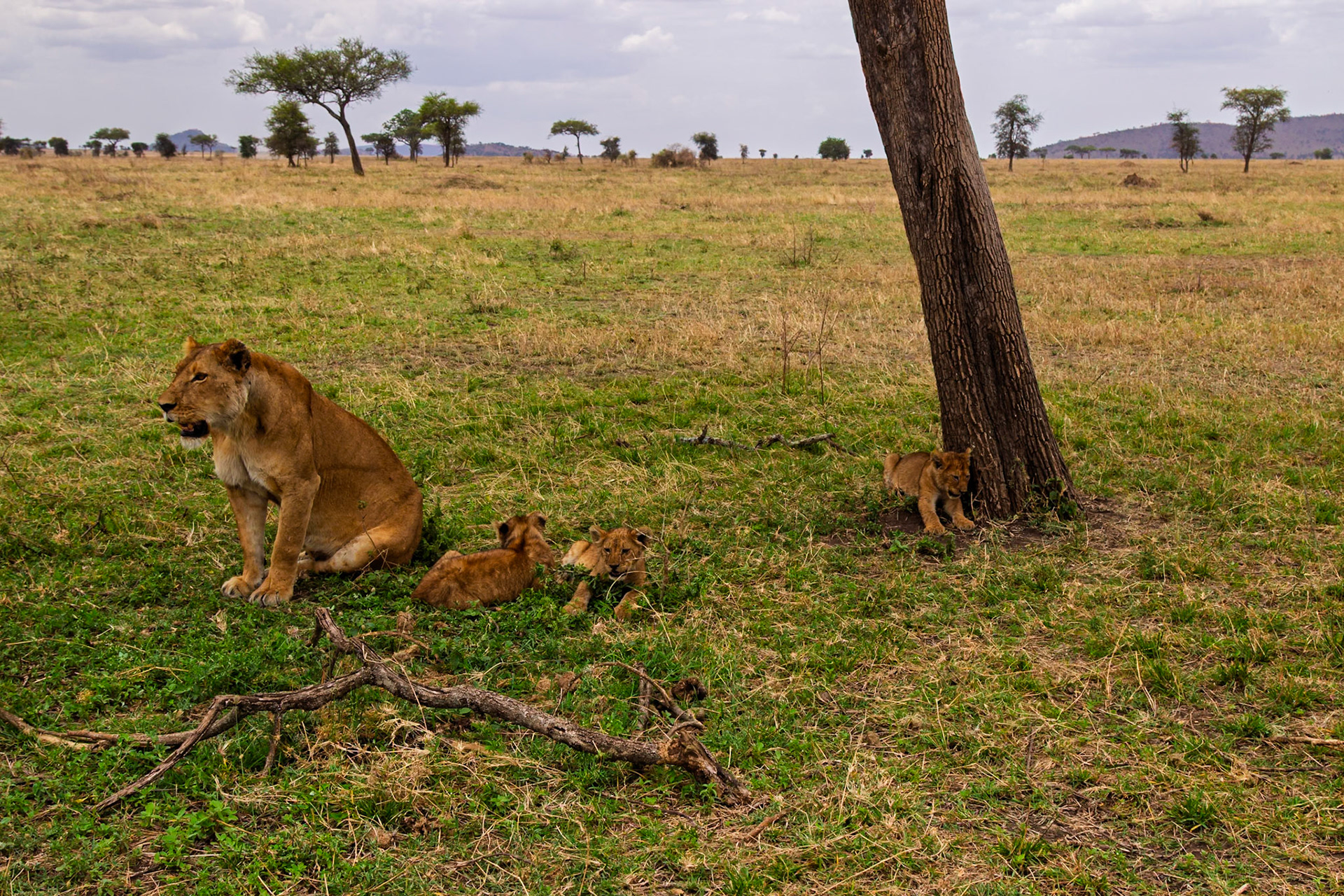 A lioness watches over her cubs in Serengeti National Park, Tanzania. The cubs are playing near a tree.