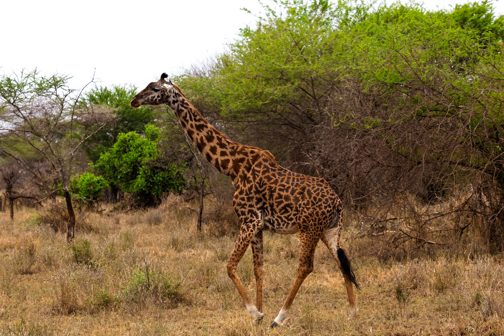 A giraffe is walking through the Serengeti National Park in Tanzania, likely searching for food or water.