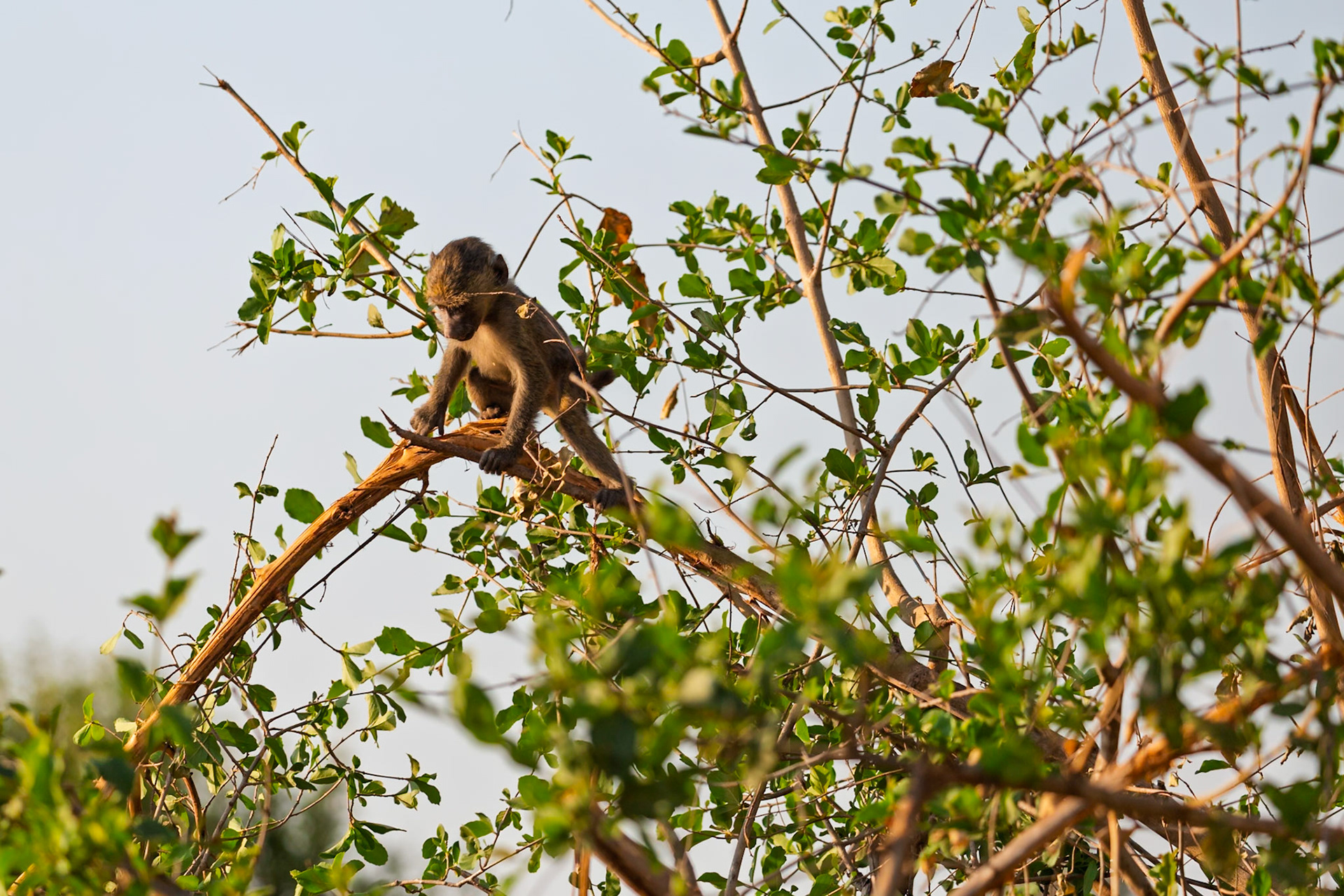 A baboon is perched in a tree in Tarangire National Park, Tanzania, likely searching for food or a safe spot to rest.