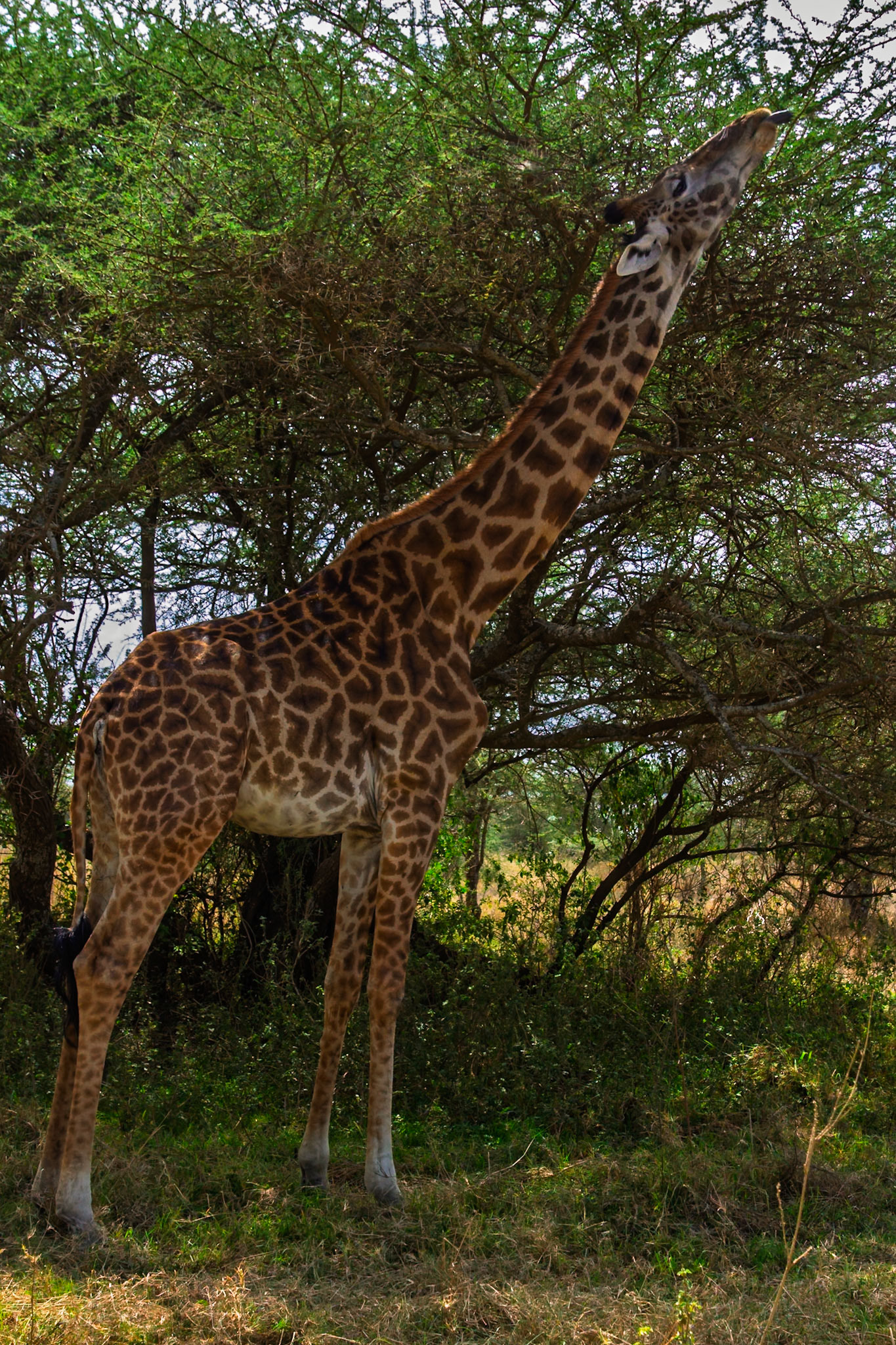 A giraffe stretches to reach leaves in Serengeti National Park, Tanzania. It's using its height to access food.