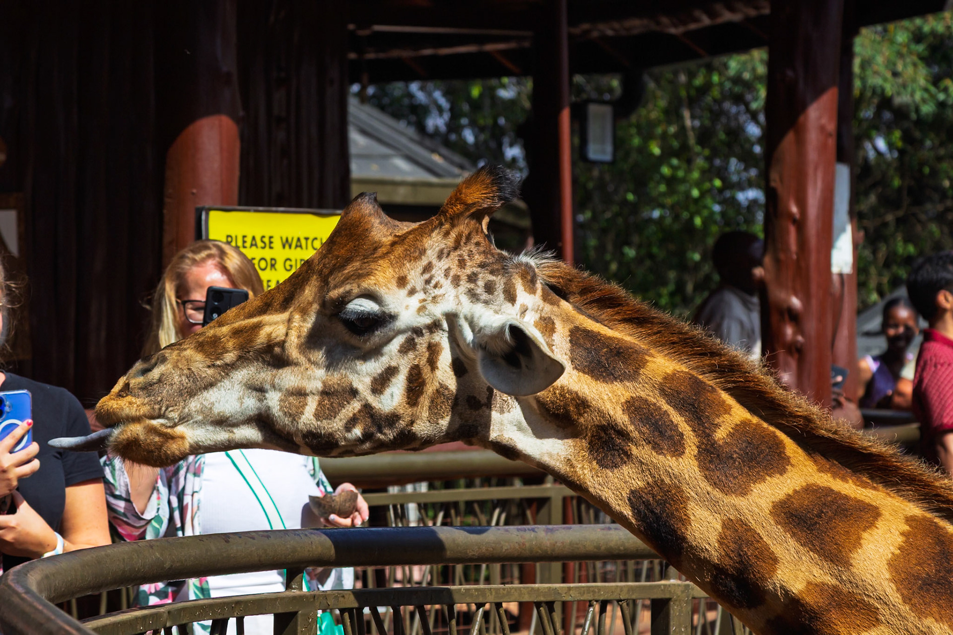 At Giraffe Center, Kenya, tourists feed a giraffe. The giraffe extends its long tongue to grab food from a visitor's hand.